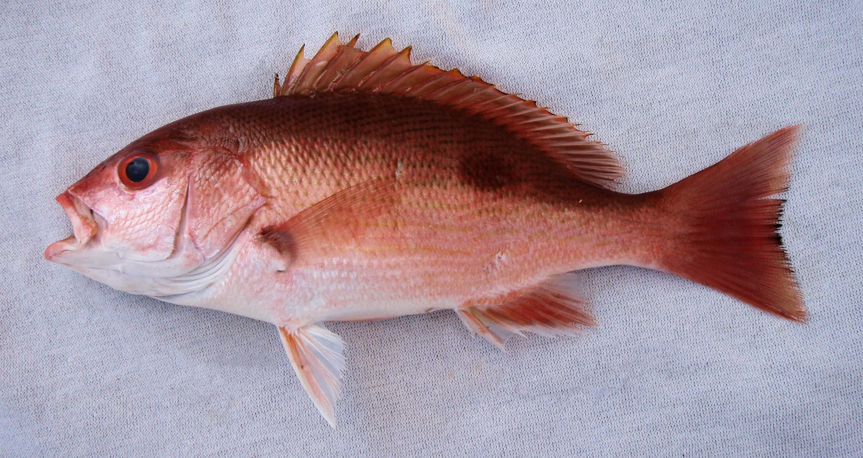 Red Snapper, pinkish scales, dark spot, 2K Desktop Wallpaper