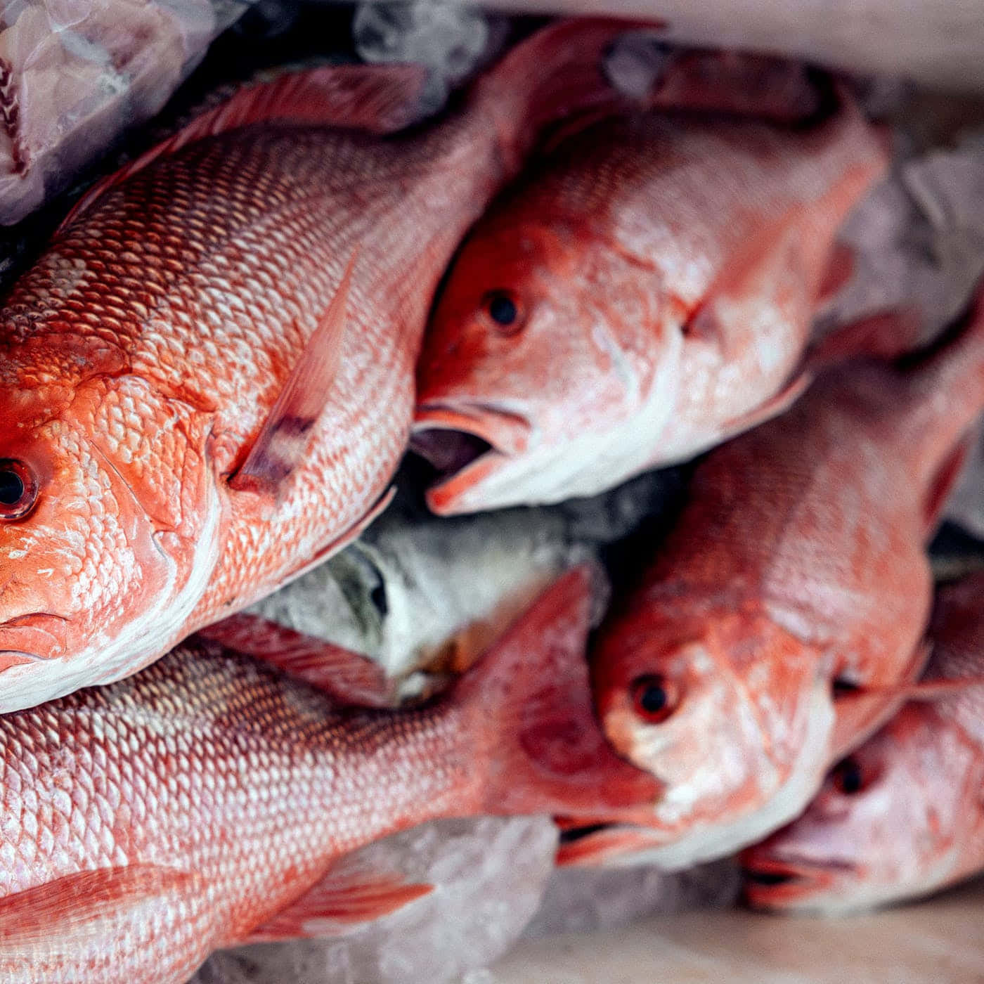 Red Snapper, crushed ice, seafood market stall, HD Desktop Wallpaper