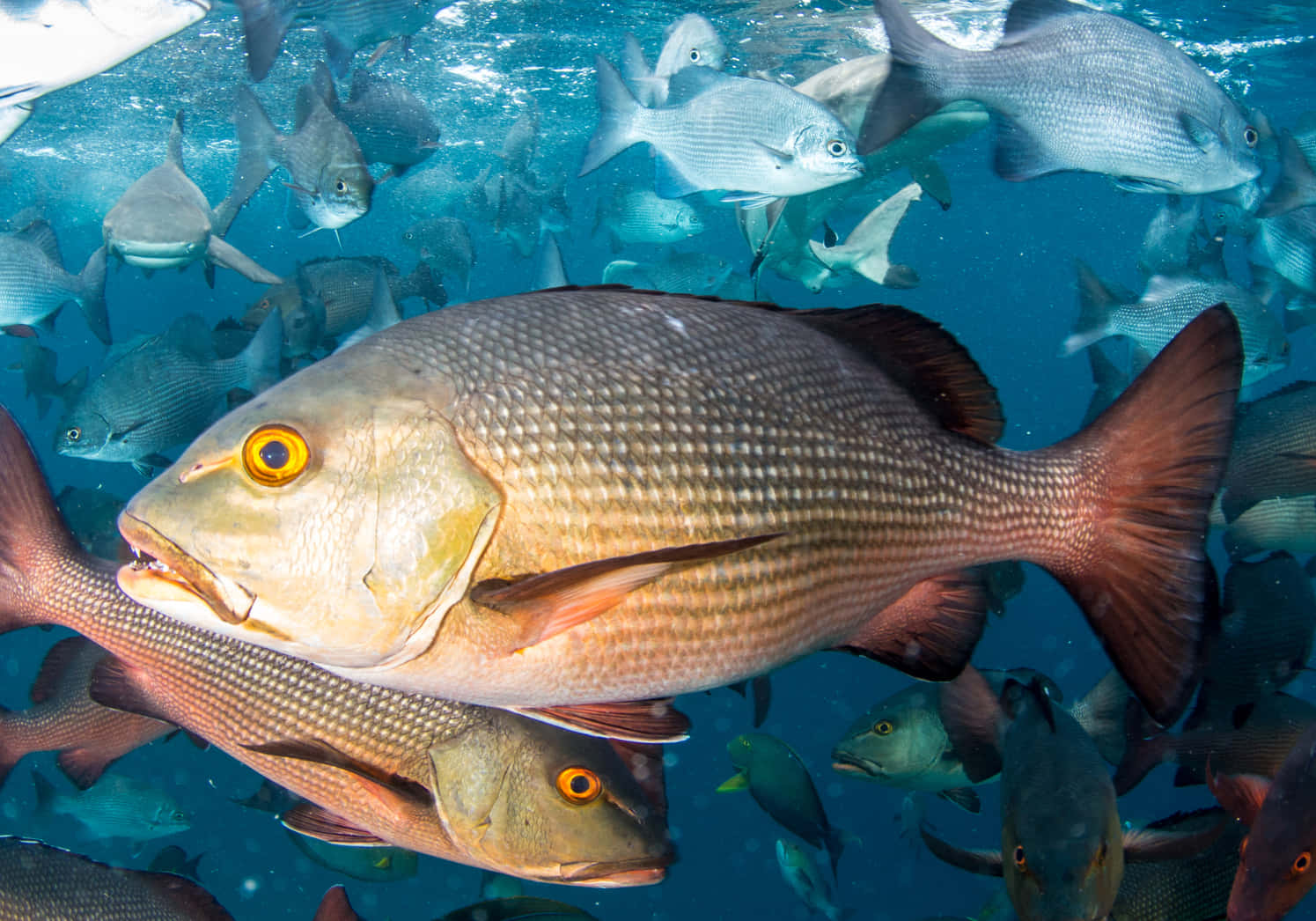 Red Snapper, school of fish, silver and reddish fish, HD Desktop Wallpaper