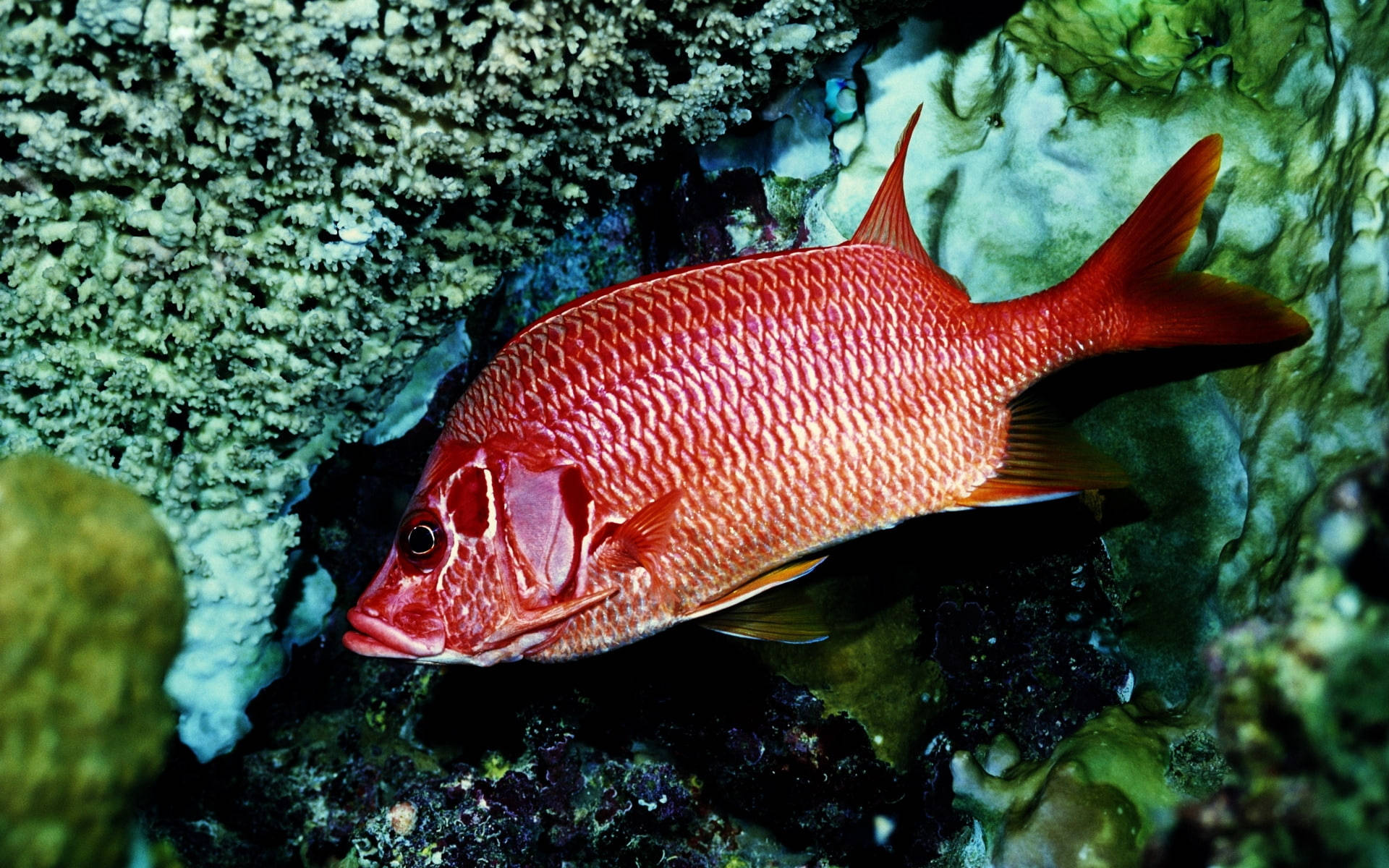 Red Snapper, reefs, coral formations, Full HD Desktop Wallpaper