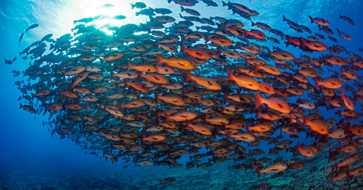 Red Snapper, school of orange fish, swirling vortex, SD Desktop Wallpaper