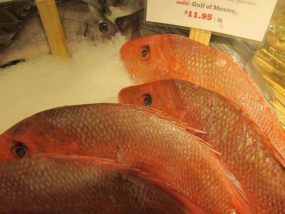 Red Snapper, crushed ice, seafood market display, SD Desktop Wallpaper