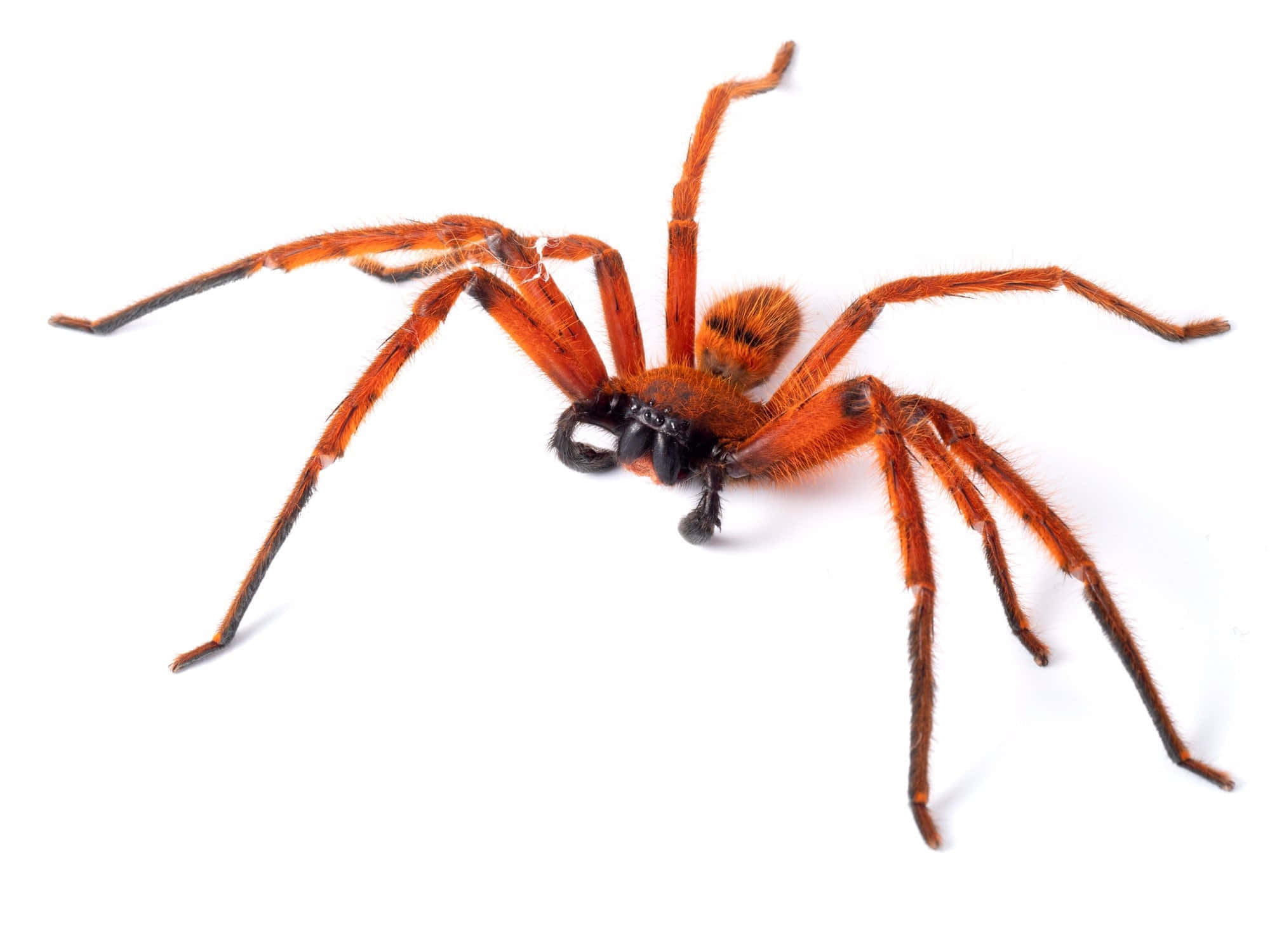 Red Spider, orange, hairy, Full HD Desktop Wallpaper