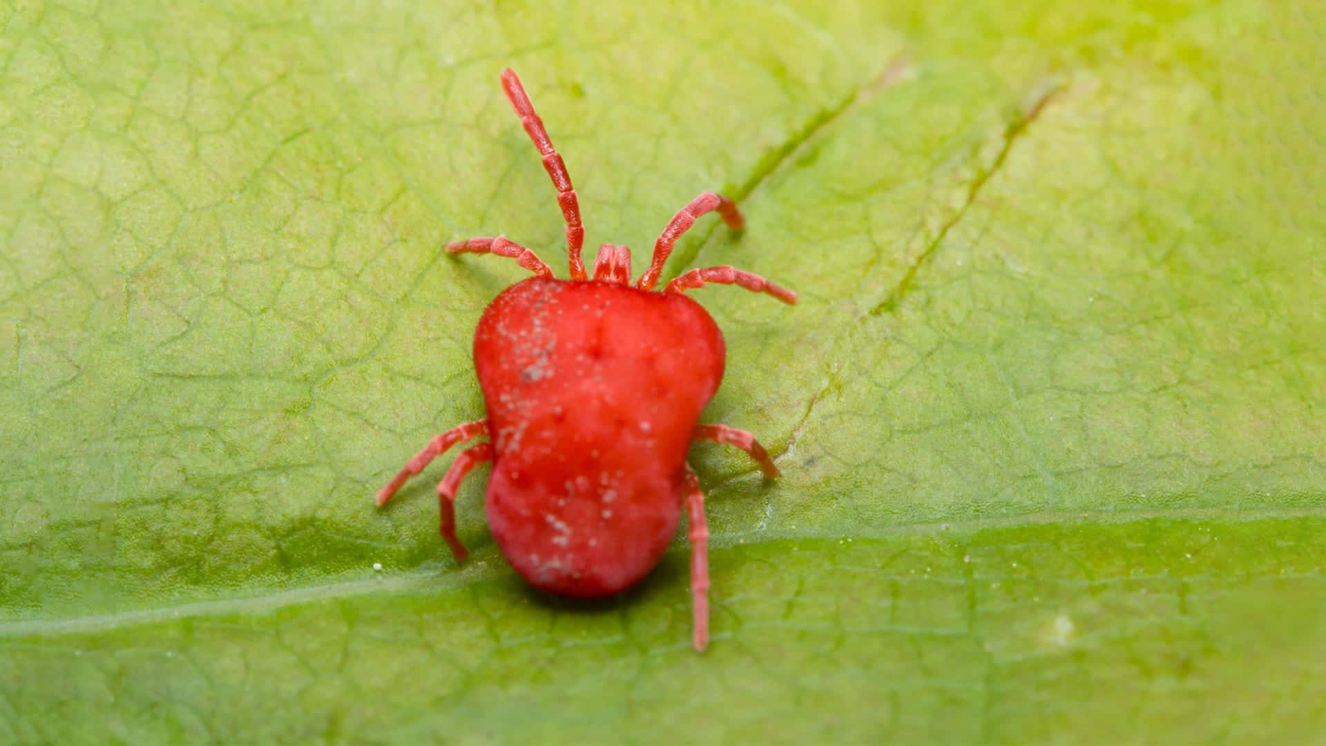 Red Spider, 1920 x 1080, green leaf, Full HD Desktop Wallpaper