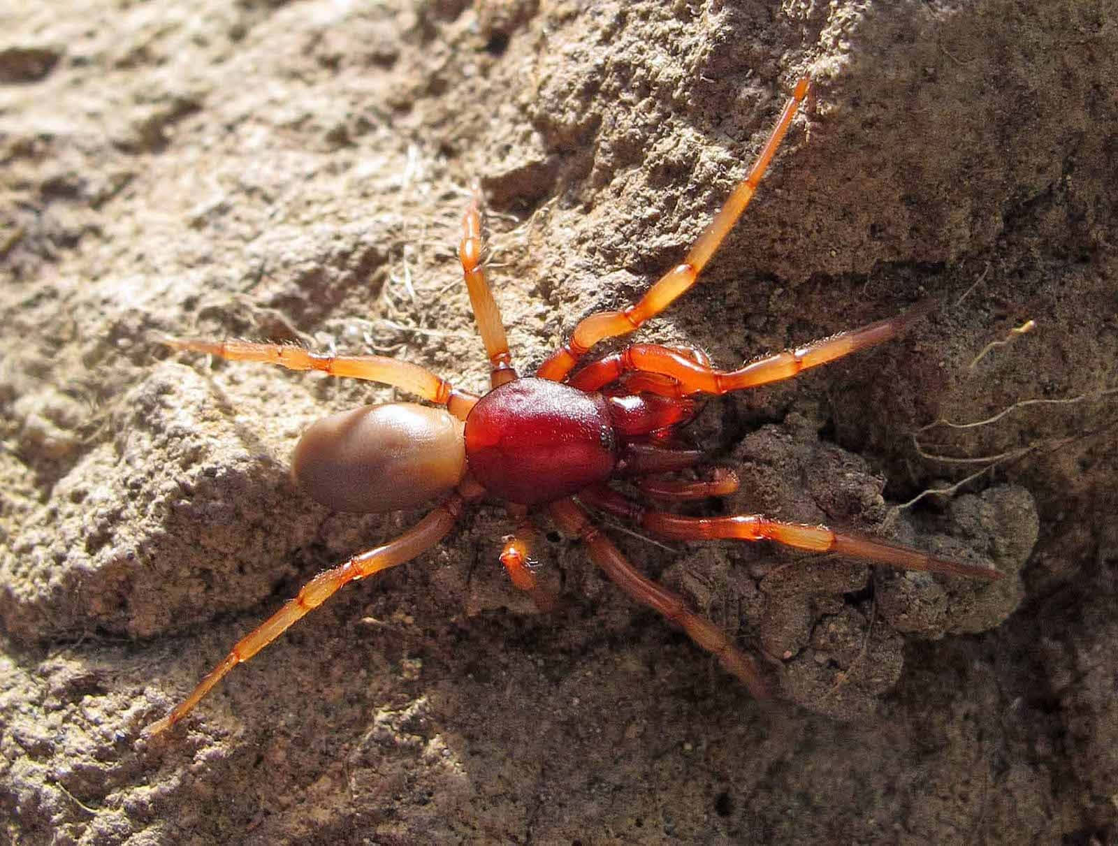 Red Spider, vibrant red spider, amber legs, HD Desktop Wallpaper