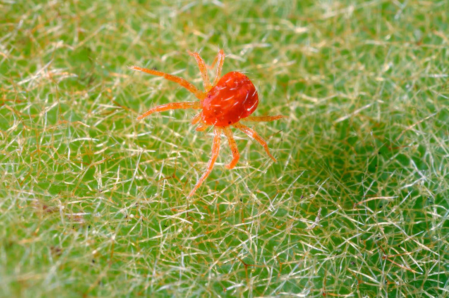 Red Spider, orange spider, translucent legs, HD Desktop Wallpaper