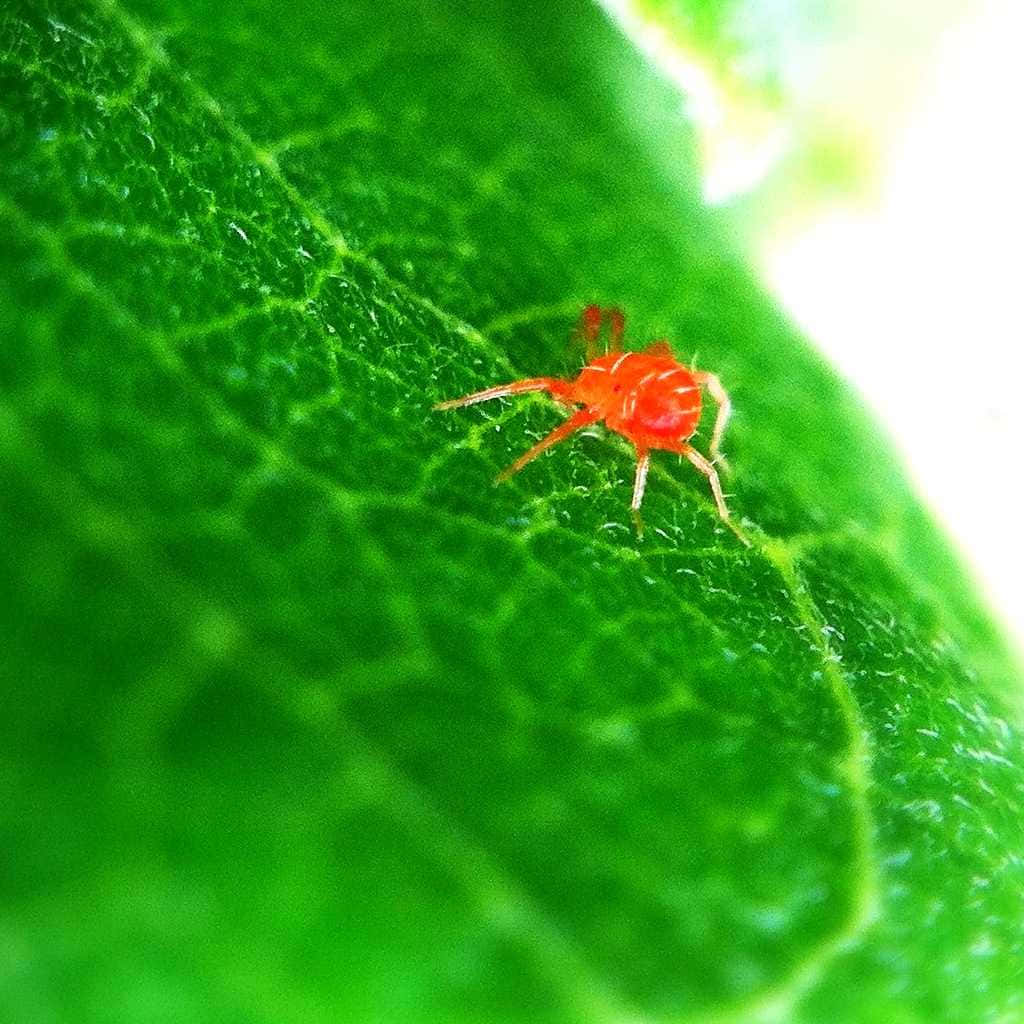Red Spider, bright red spider, vibrant green leaf, SD Desktop Wallpaper