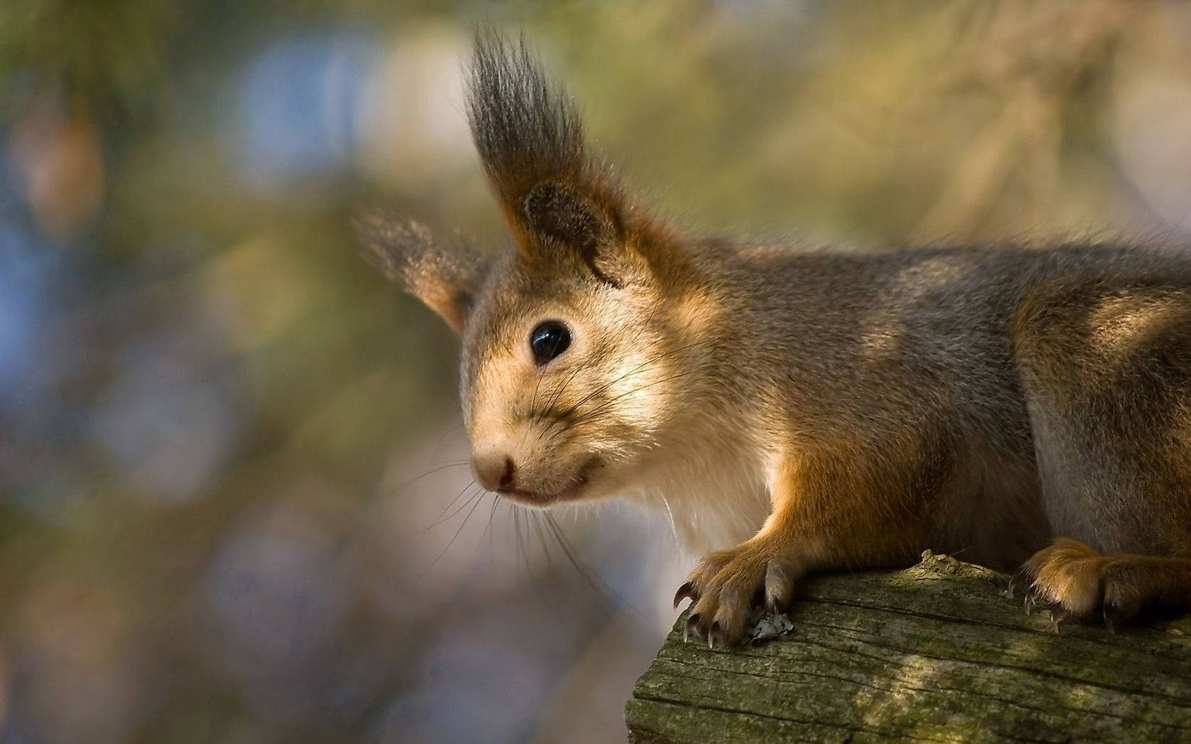 red squirrel, sunlit tree branch, soft blurred forest background, HD Desktop Wallpaper