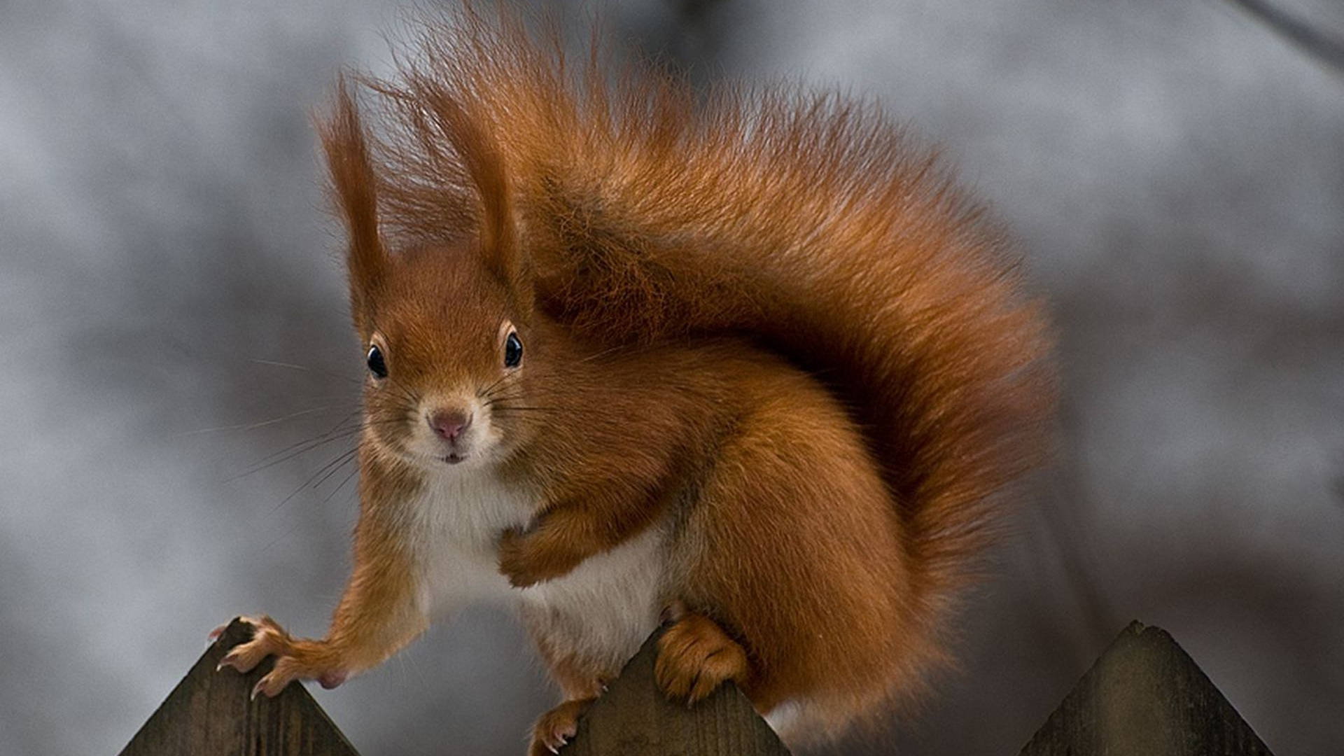 red squirrel, wooden fence post, soft gray background, Full HD Desktop Wallpaper