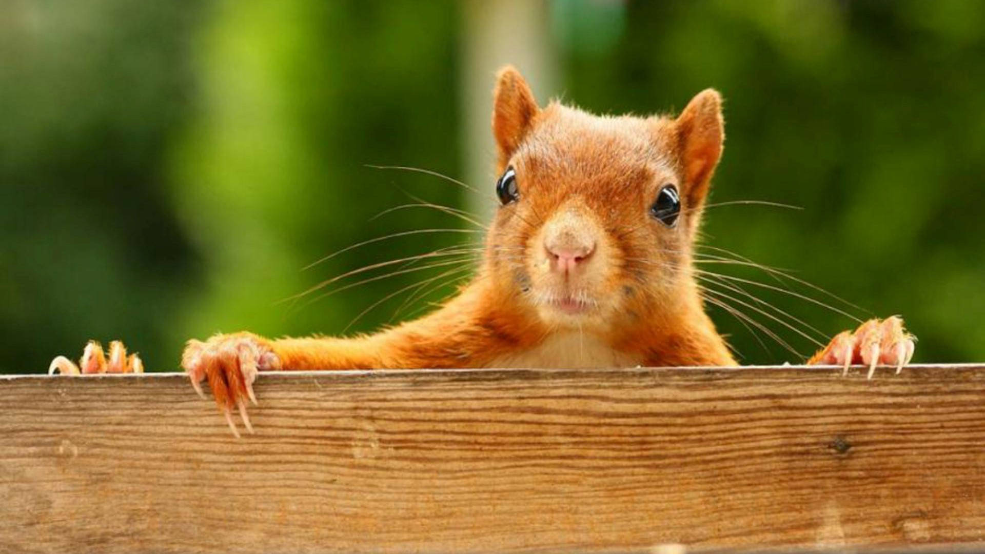 red squirrel, weathered wooden fence, bright eyes, Full HD Desktop Wallpaper