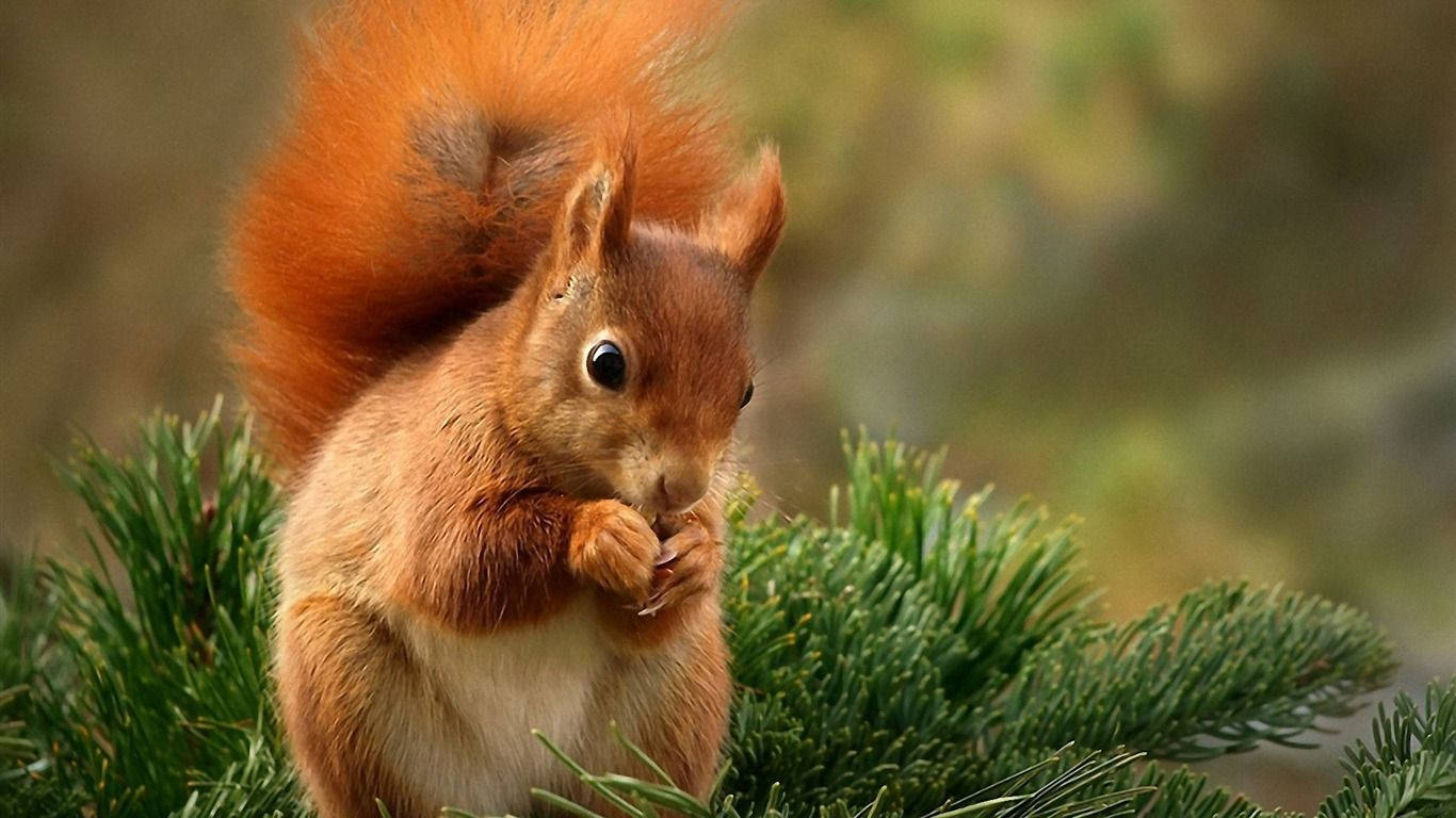 Red Squirrel, fluffy, bushy tail, HD Desktop Wallpaper