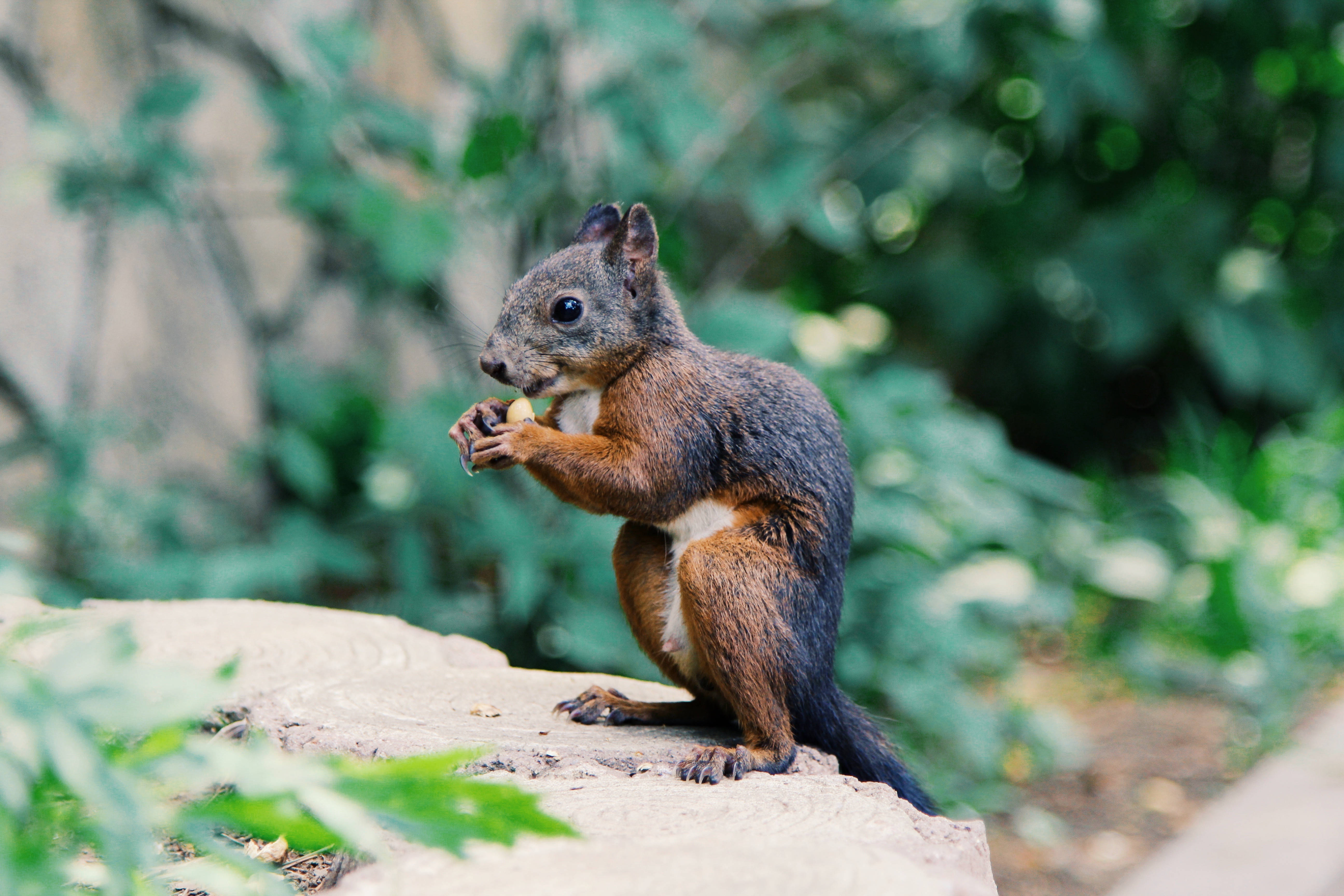 red squirrel, stone, nut, 5K Desktop Wallpaper