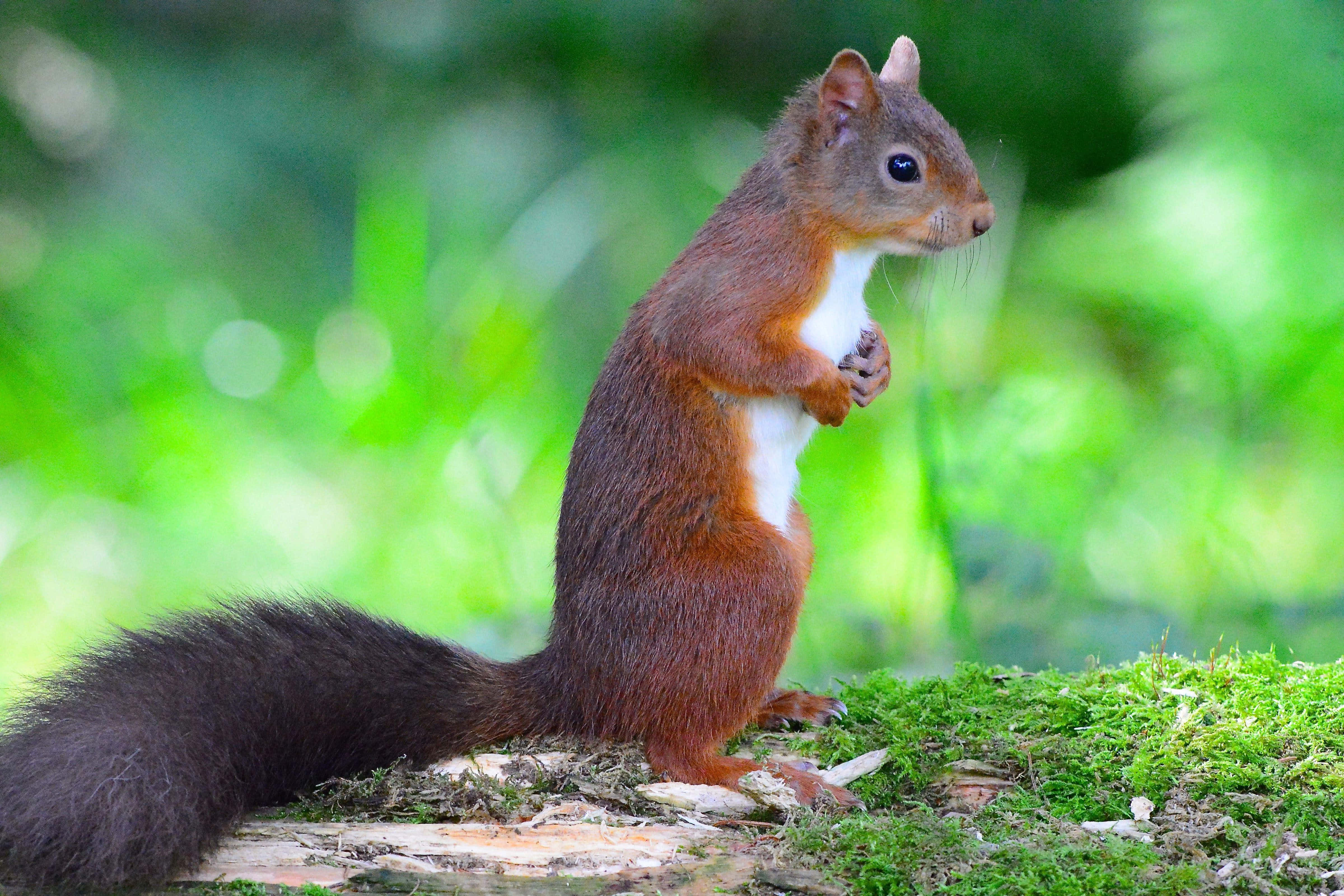 Red Squirrel, mossy log, nut, 4K Desktop Wallpaper
