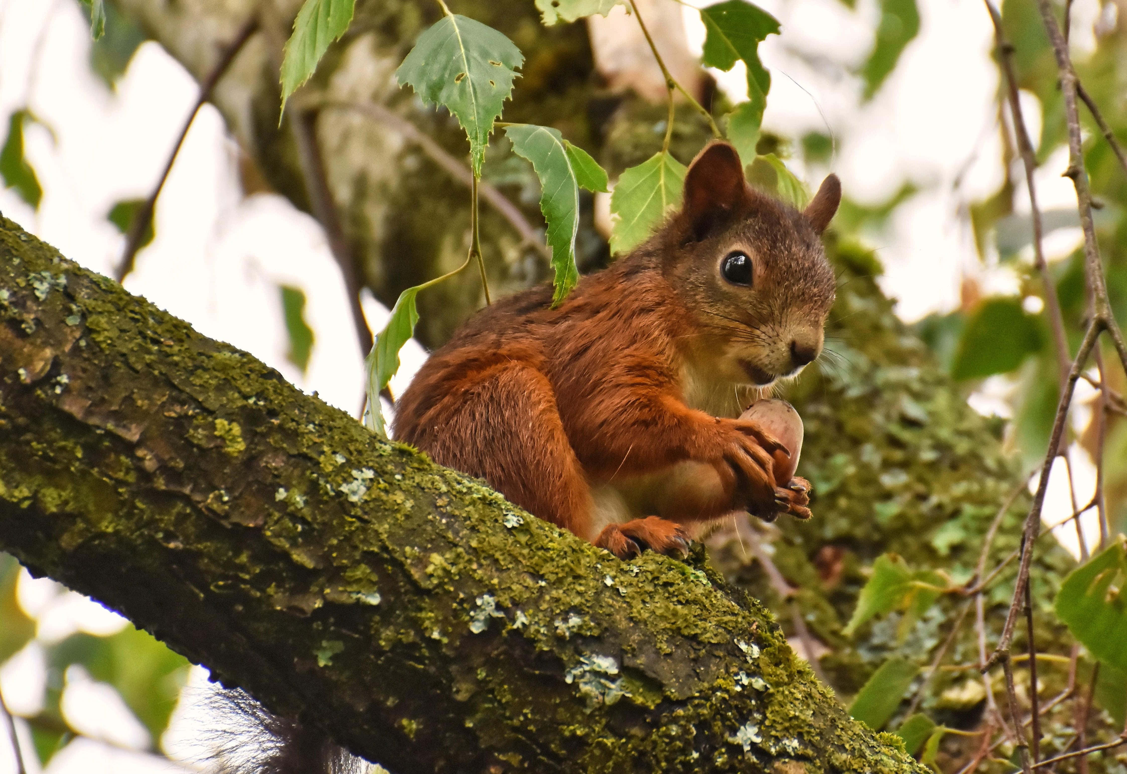 red squirrel, mossy tree branch, nut, 4K Desktop Wallpaper