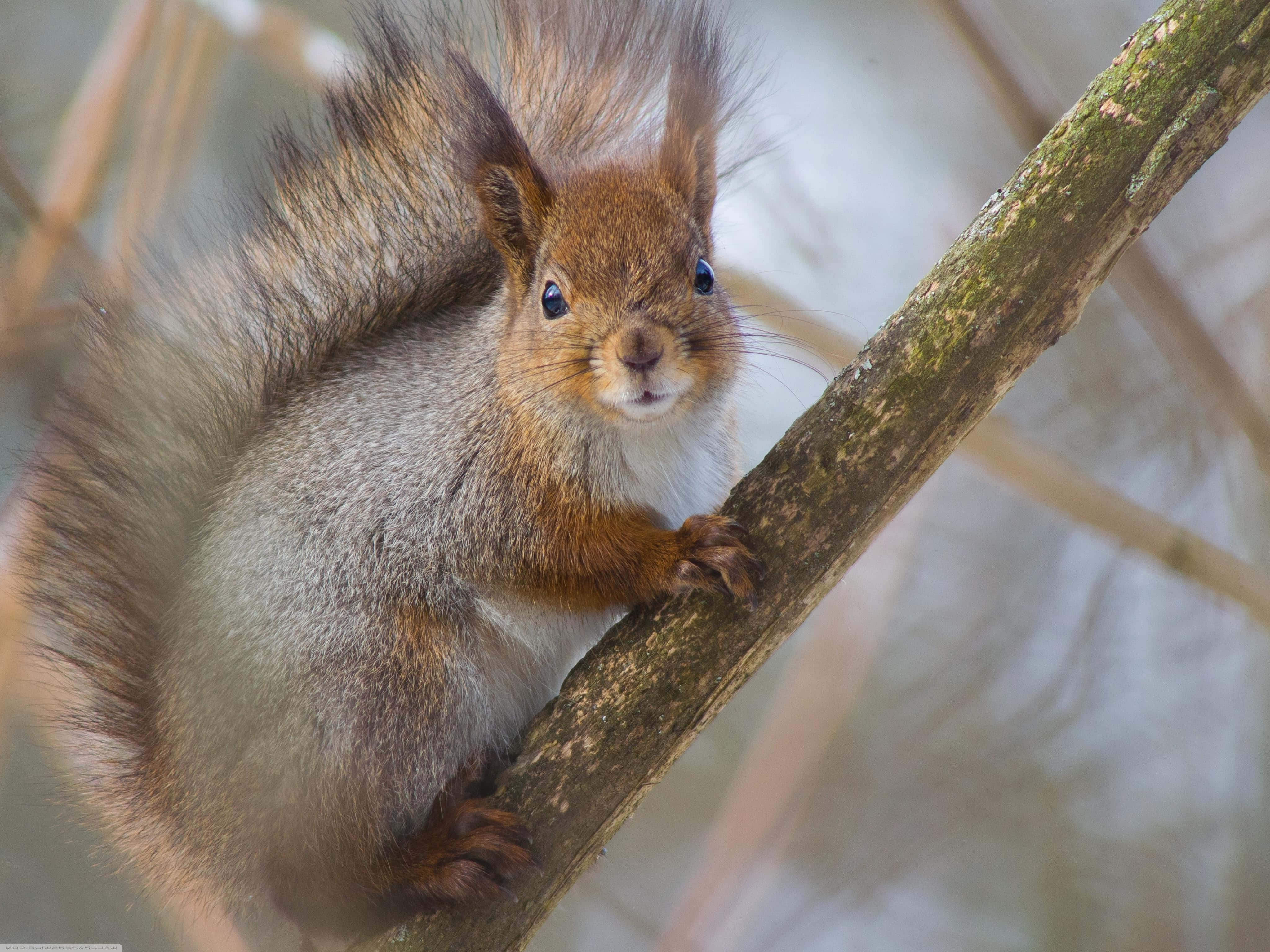 Red Squirrel, mossy tree branch, soft-focus forest, 4K Desktop Wallpaper