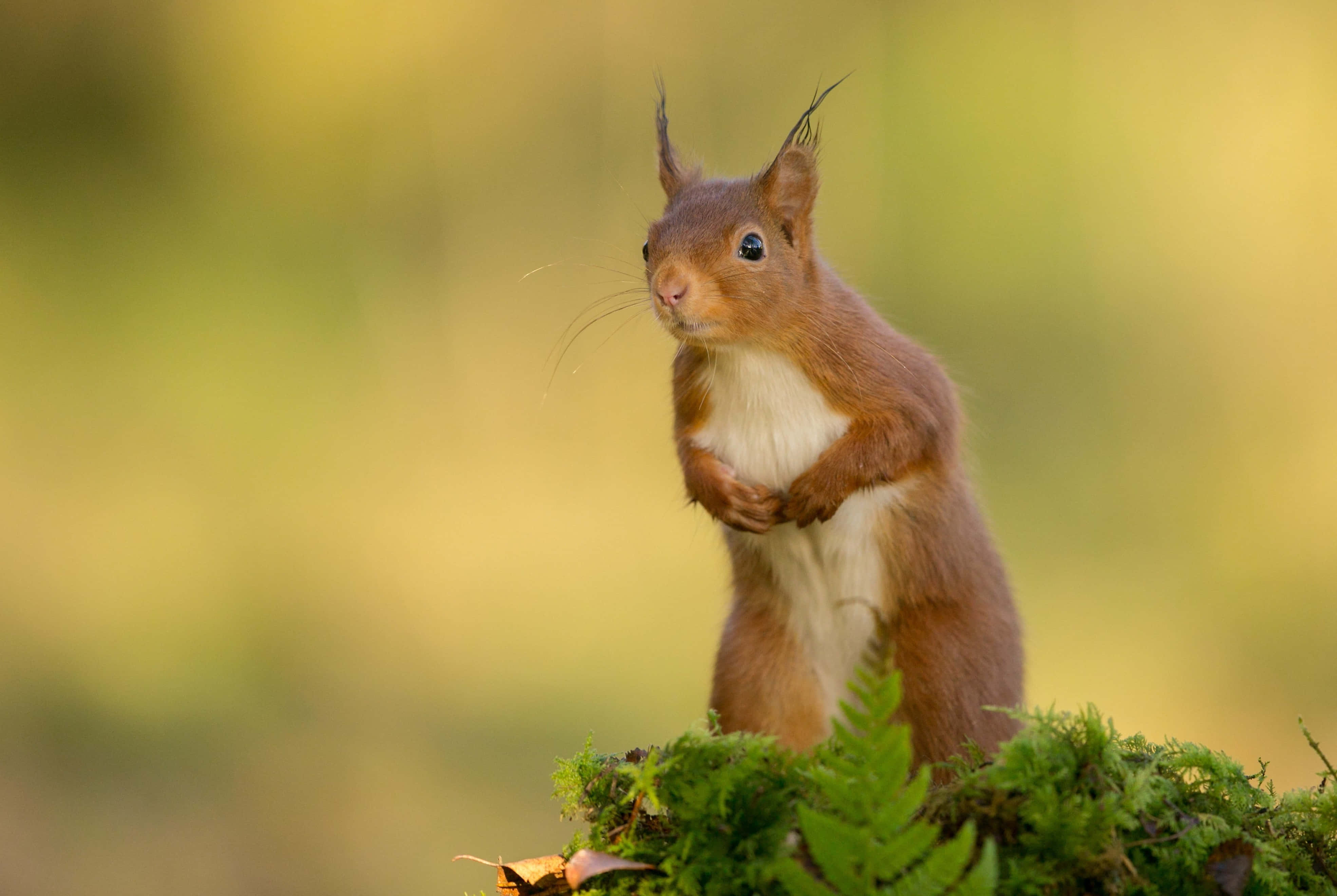 Red Squirrel, mossy ground, soft golden background light, 4K Desktop Wallpaper