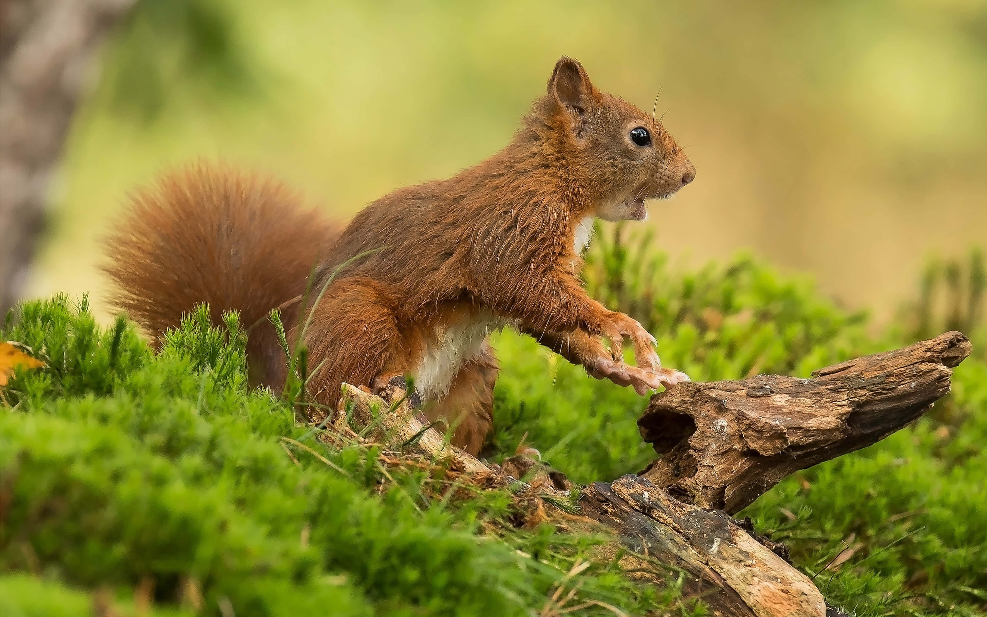 Red Squirrel, mossy log, sunlit forest clearing, 4K Desktop Wallpaper