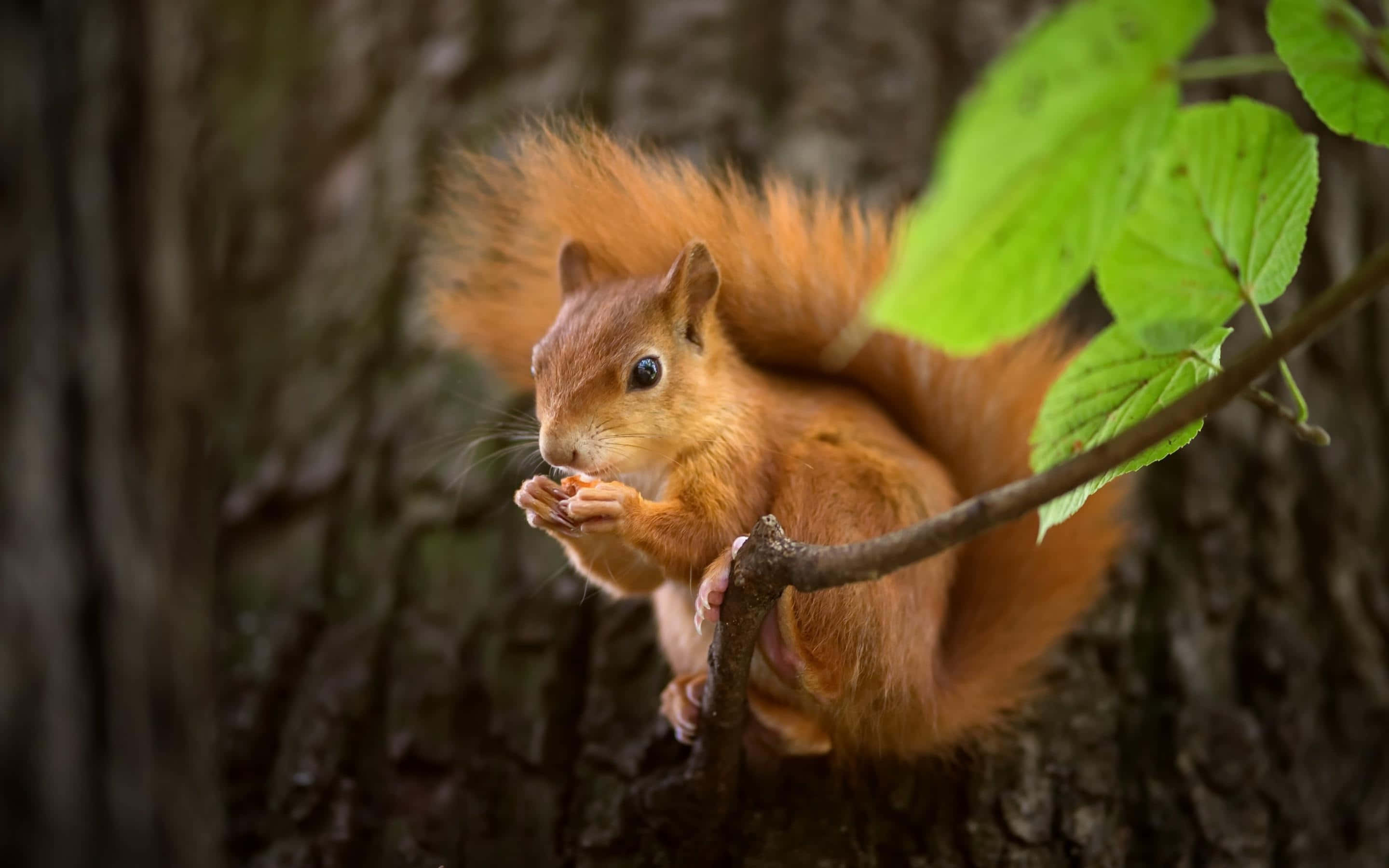 Red Squirrel, tree branch, nut, 2K Desktop Wallpaper