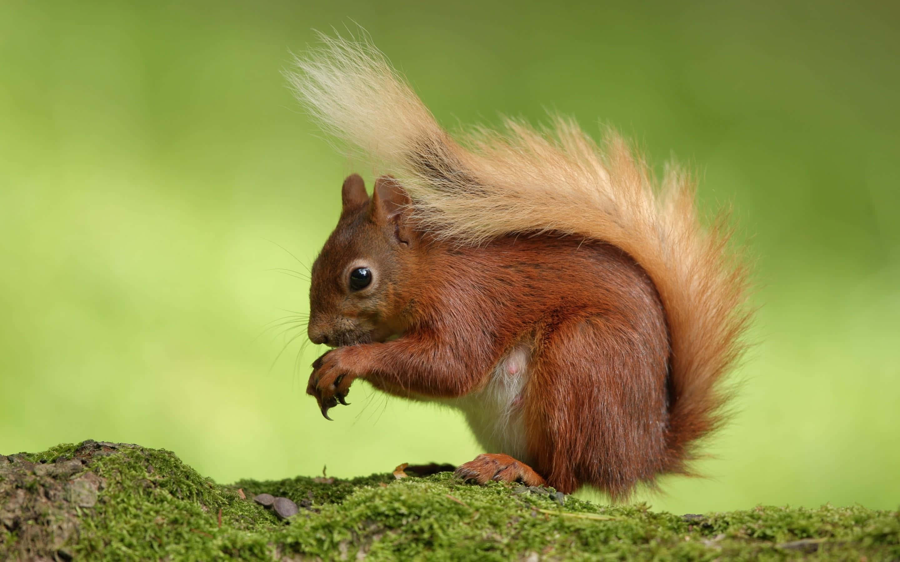 Red Squirrel, mossy bark, fluffy tail, 2K Desktop Wallpaper