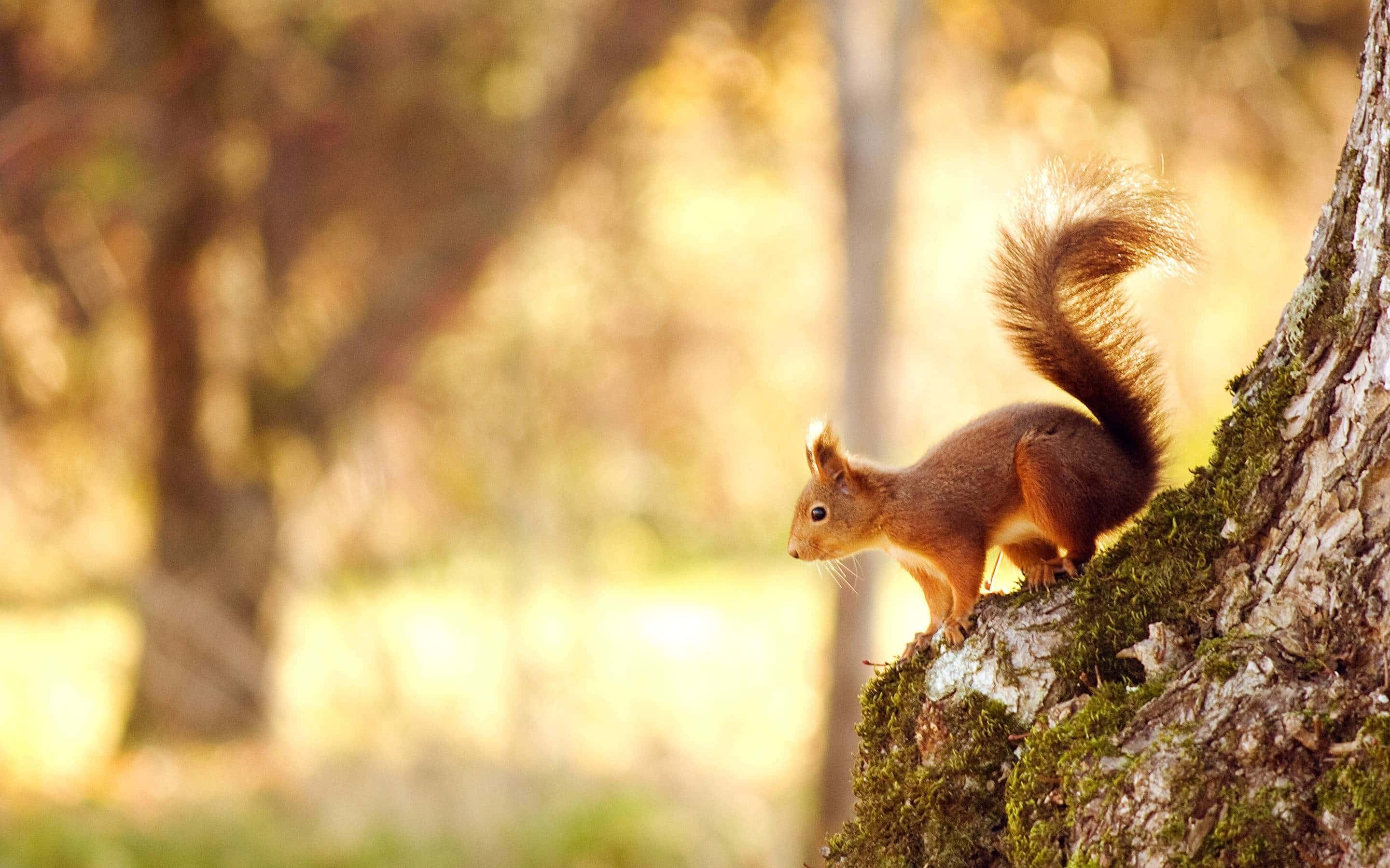 Red Squirrel, autumn forest, mossy tree trunk, 2K Desktop Wallpaper
