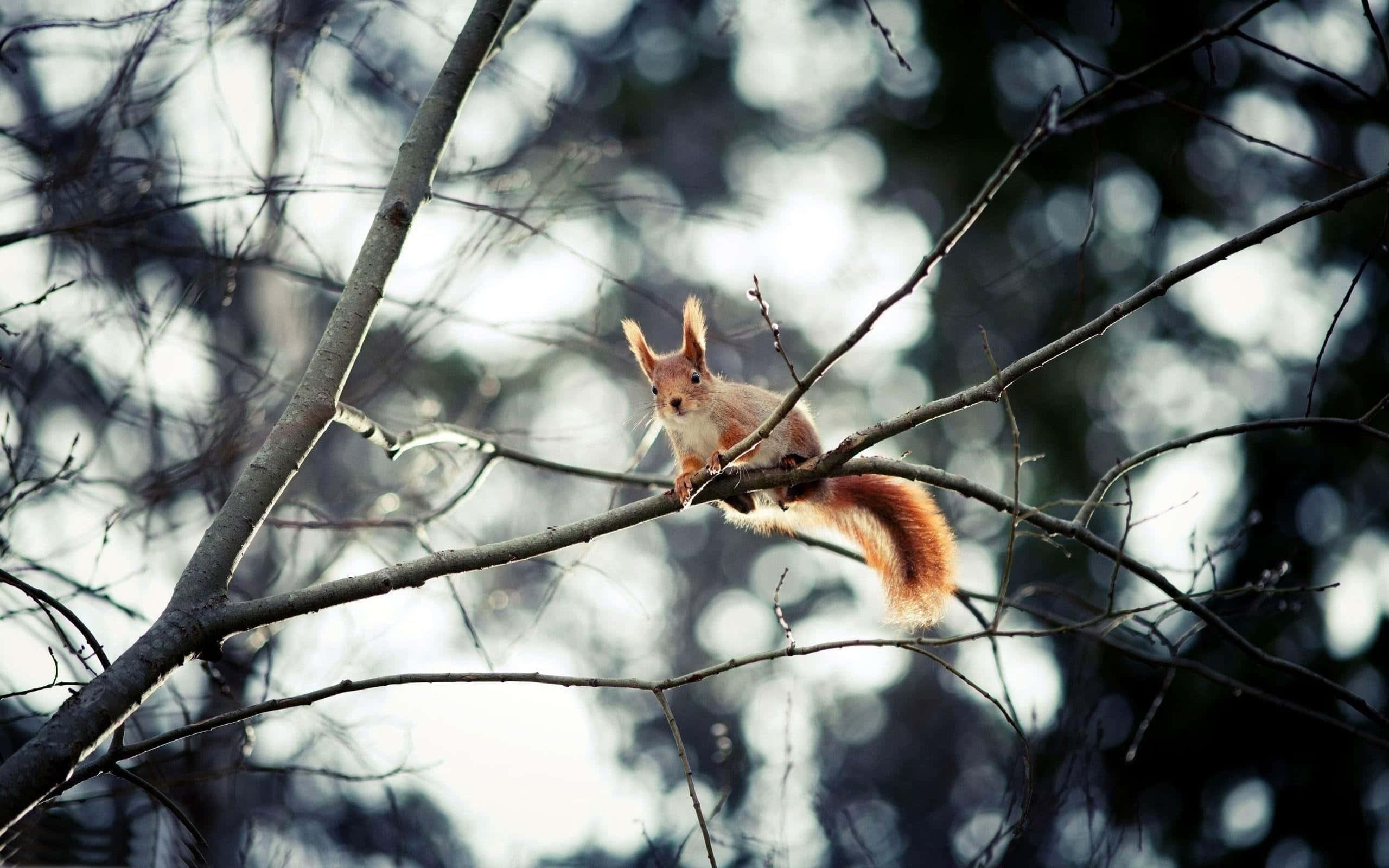 red squirrel, winter forest, bare tree branch, 2K Desktop Wallpaper