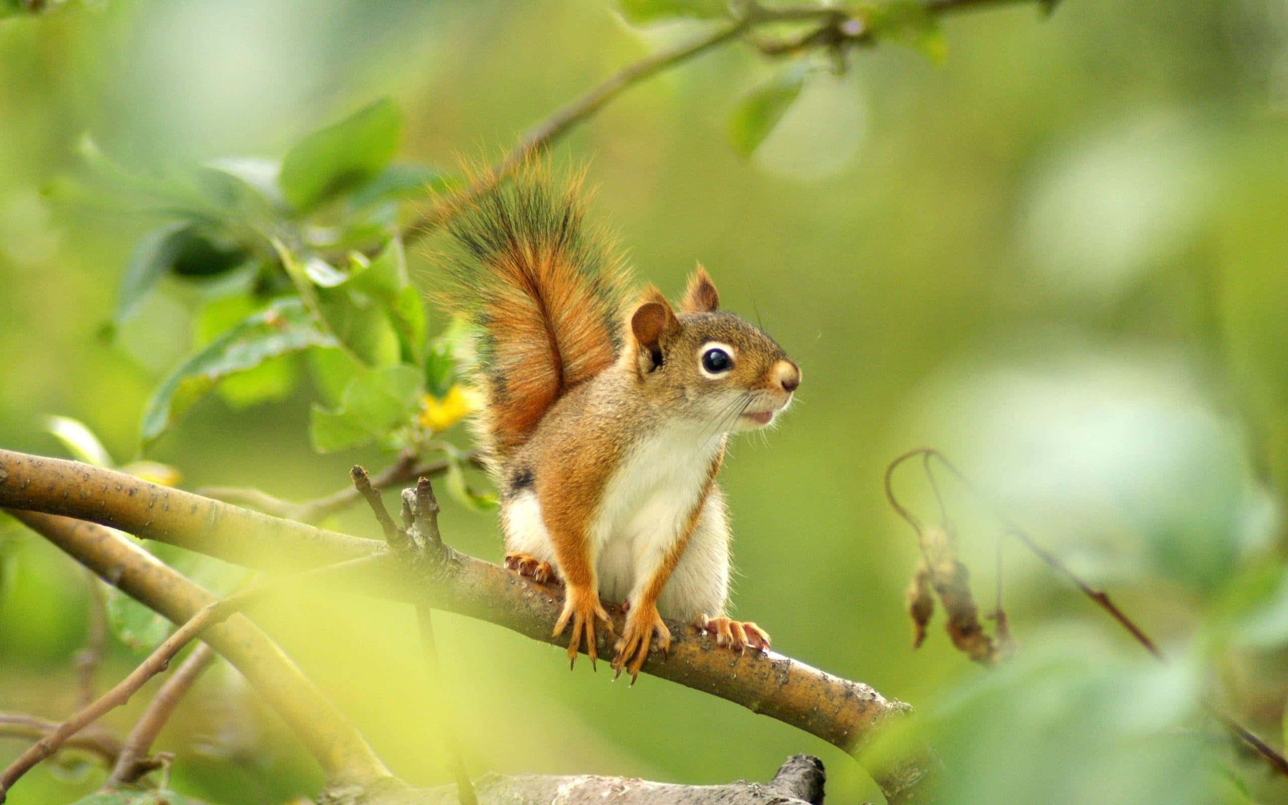 Red Squirrel, tree branch, sunlit, 2K Desktop Wallpaper