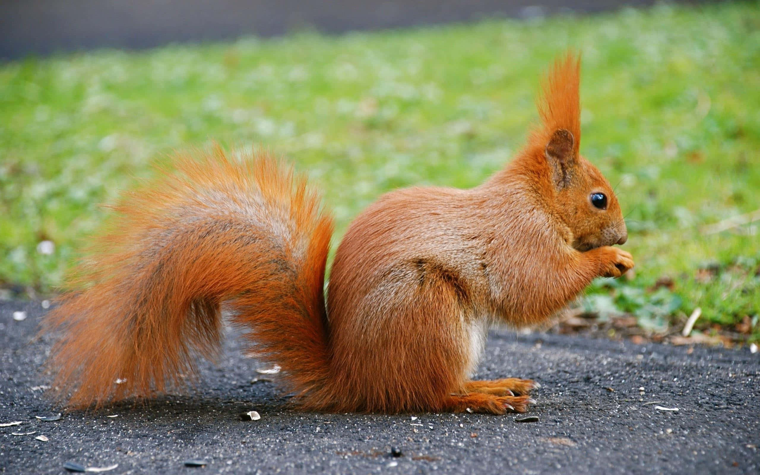 red squirrel, fluffy tail, asphalt, 2K Desktop Wallpaper