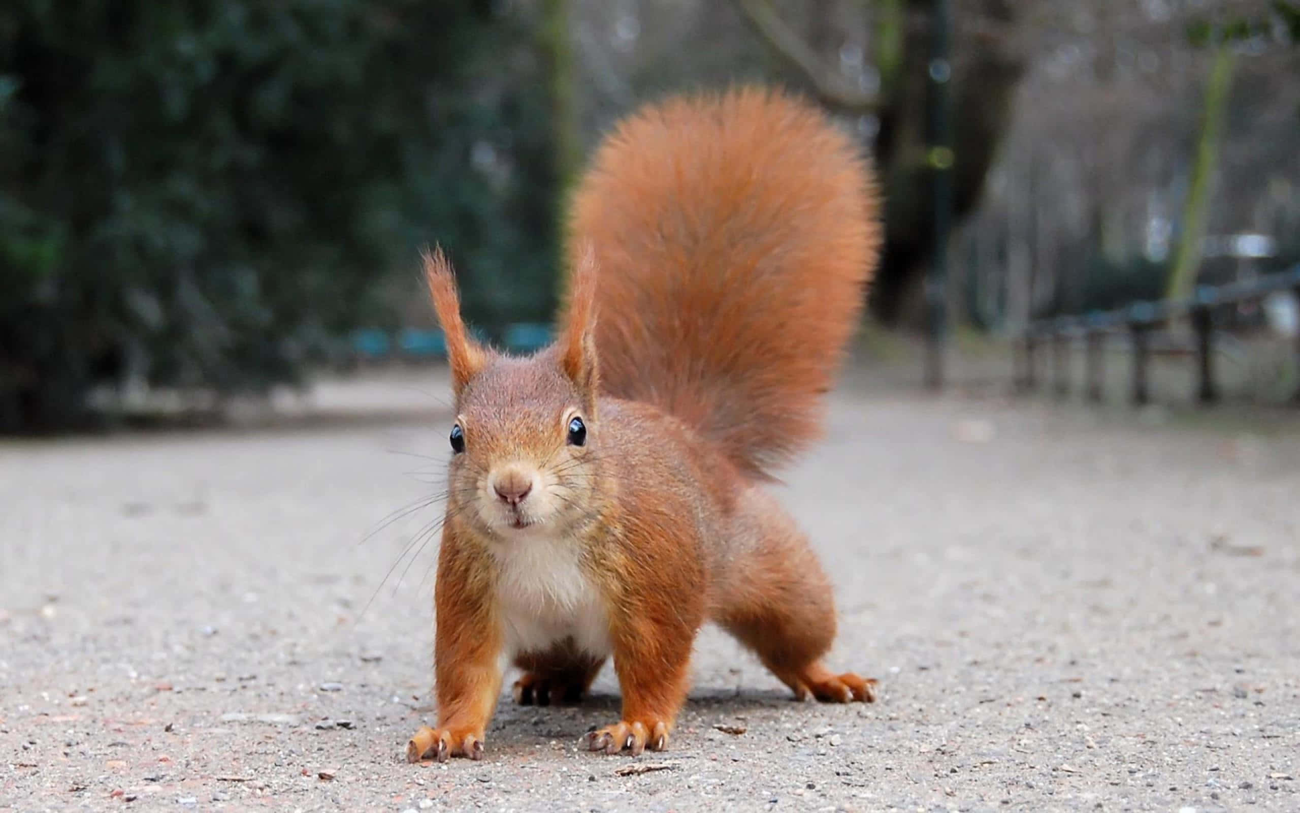 Red Squirrel, gravel path, park, 2K Desktop Wallpaper
