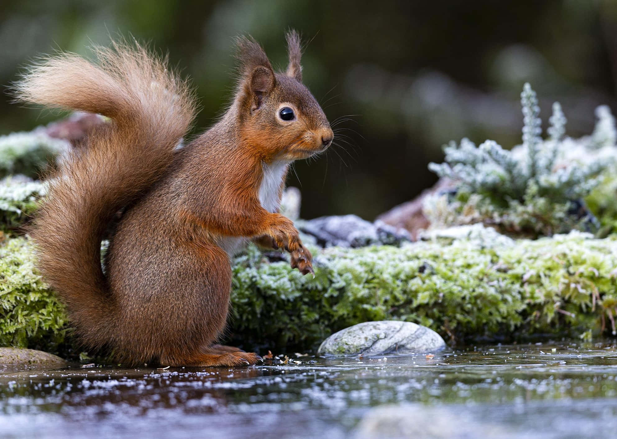 Red Squirrel, mossy rocks, shallow stream, Full HD Desktop Wallpaper