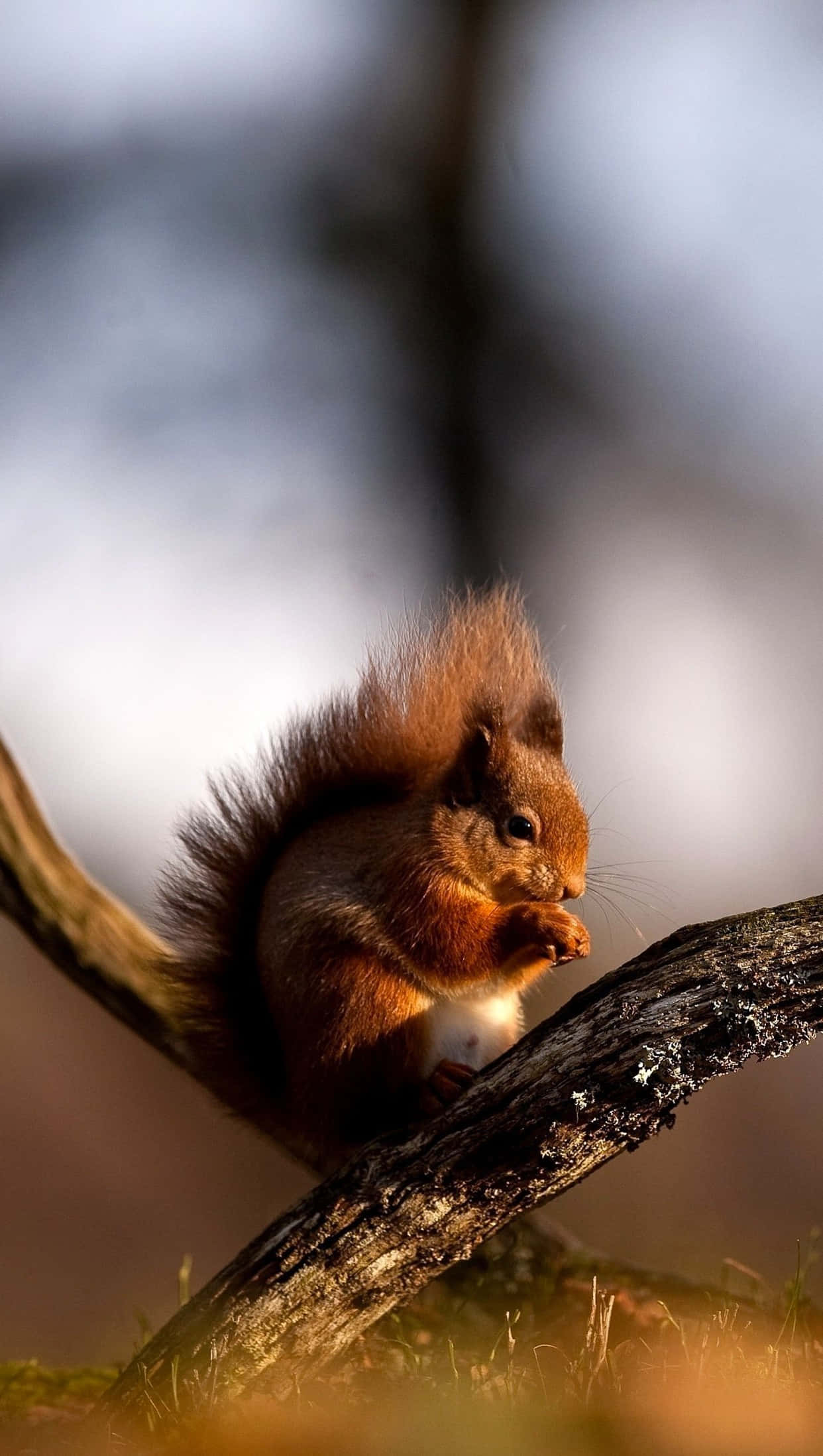 red squirrel, fluffy tail, mossy branch, Full HD Phone Wallpaper