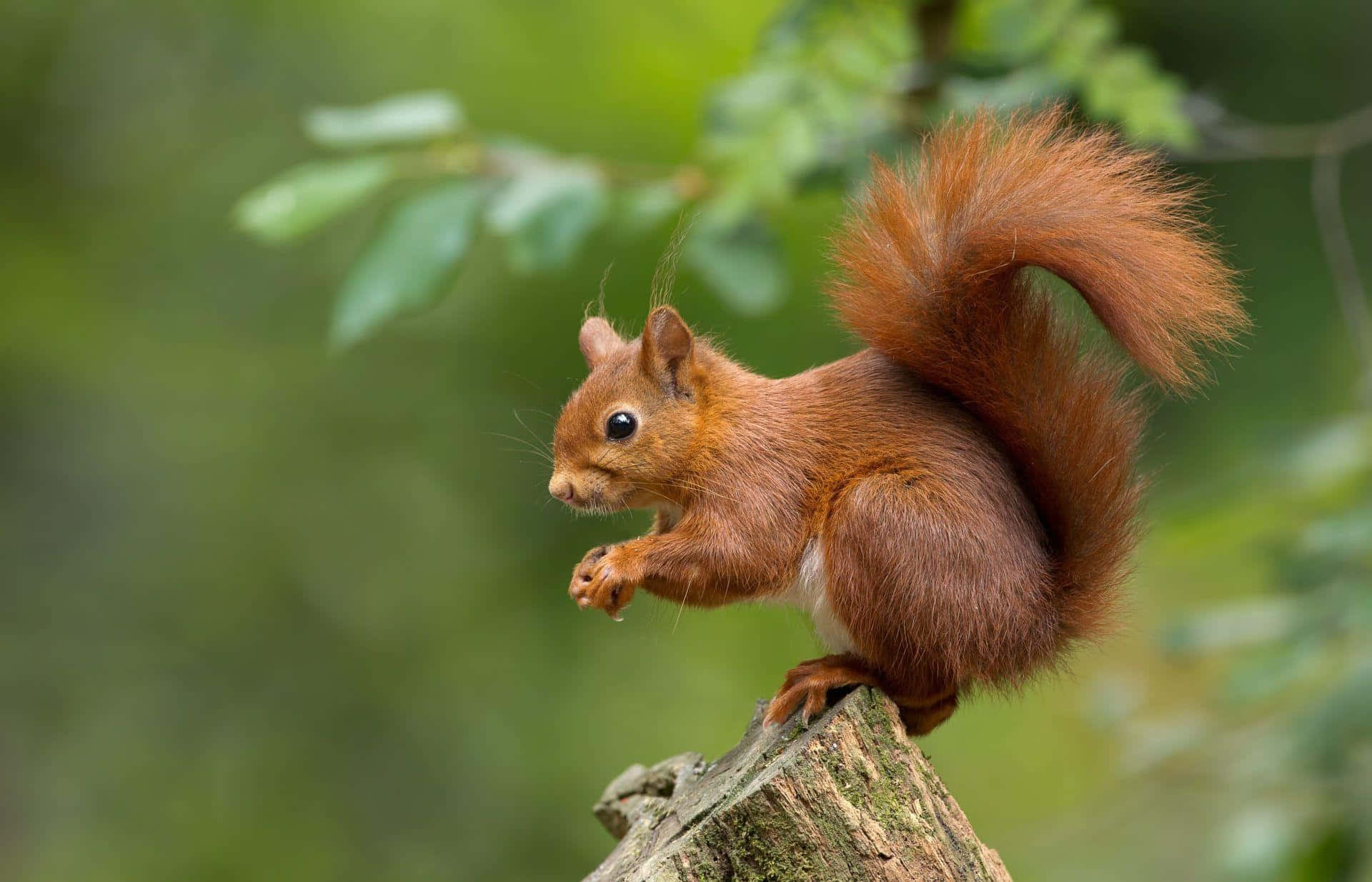 red squirrel, tree stump, mossy, Full HD Desktop Wallpaper