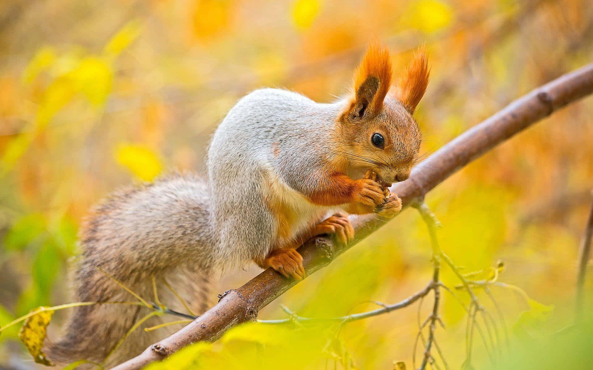 autumn red squirrel, red squirrel, branch, Full HD Desktop Wallpaper