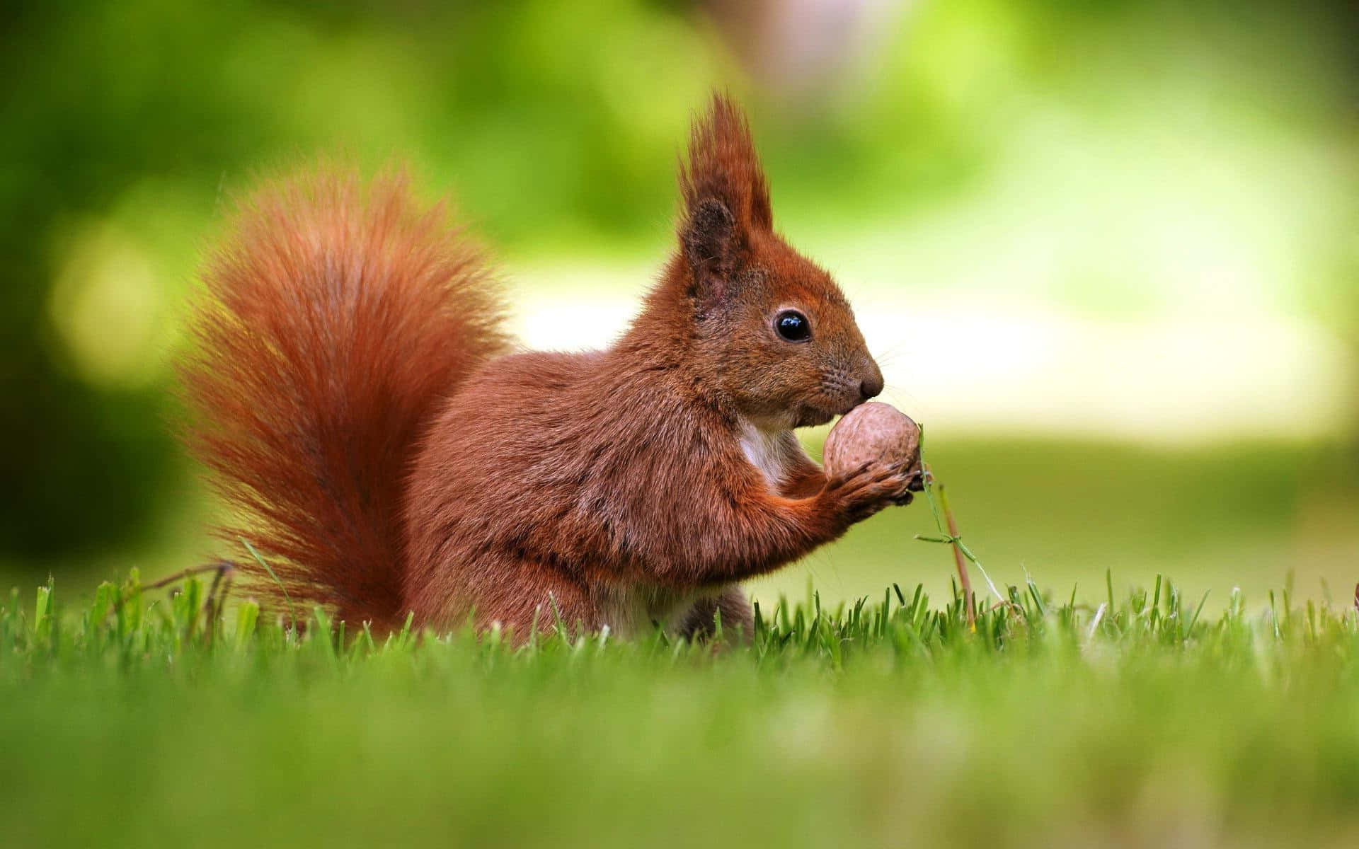 Red Squirrel, nut, vibrant green grass, Full HD Desktop Wallpaper