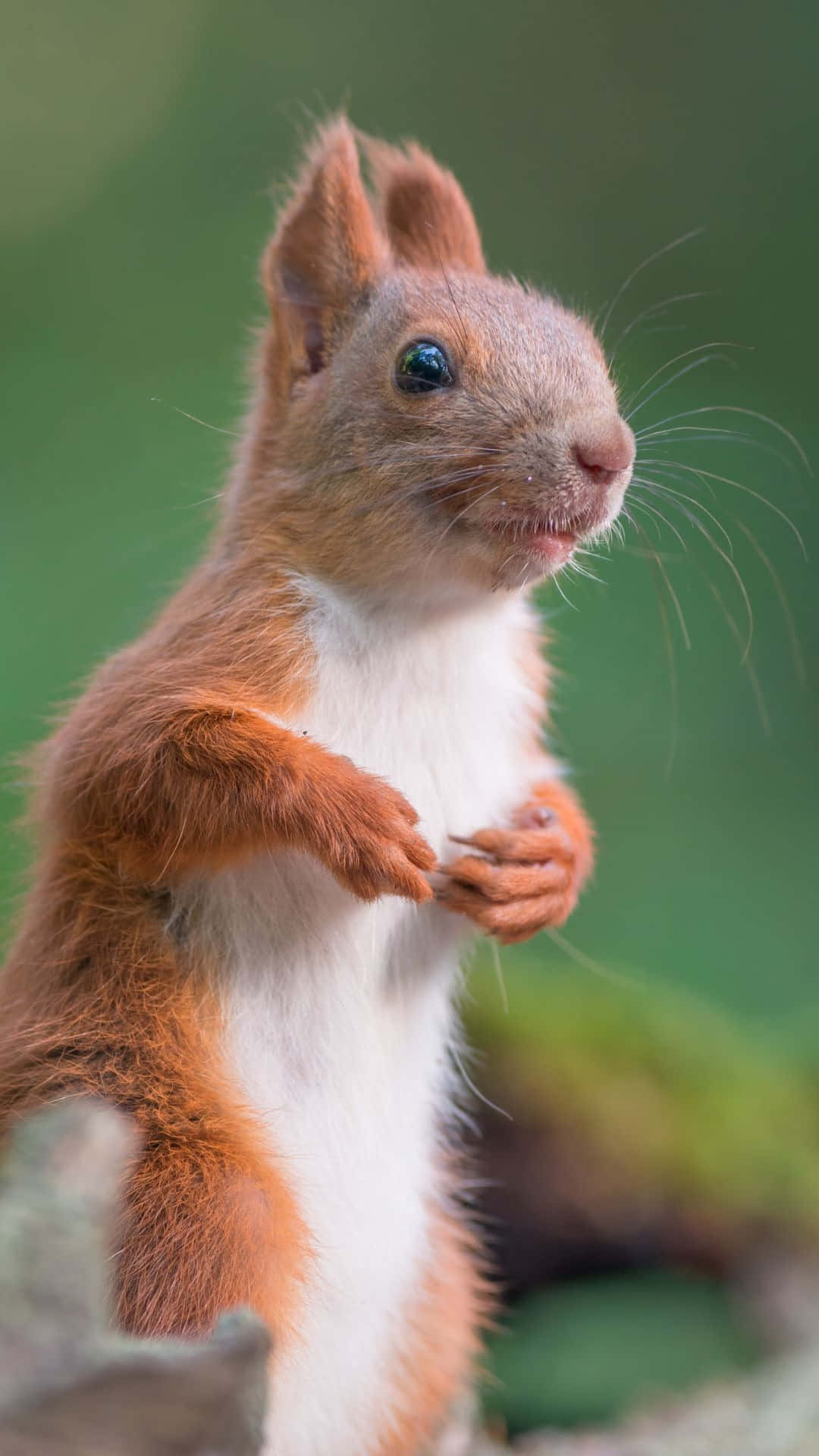 Red Squirrel, mossy log, soft green background, Full HD Phone Wallpaper