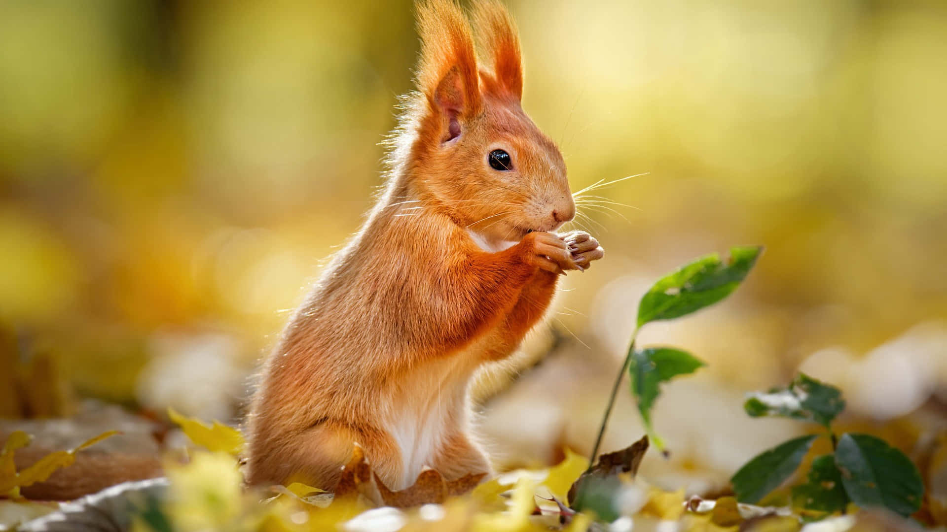 autumn, red squirrel, golden autumn leaves, Full HD Desktop Wallpaper