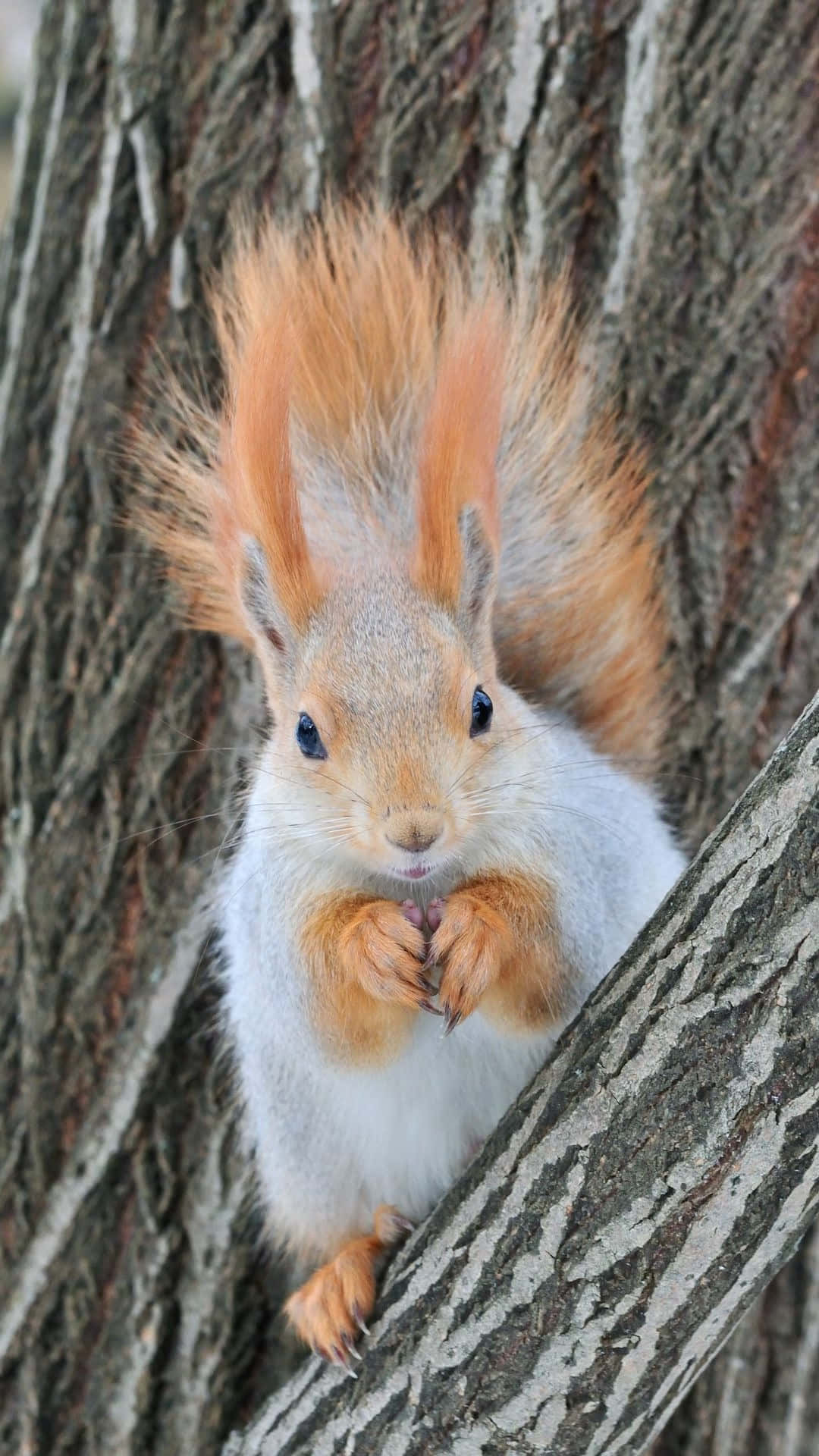Red Squirrel, tree bark, fluffy red squirrel, Full HD Phone Wallpaper