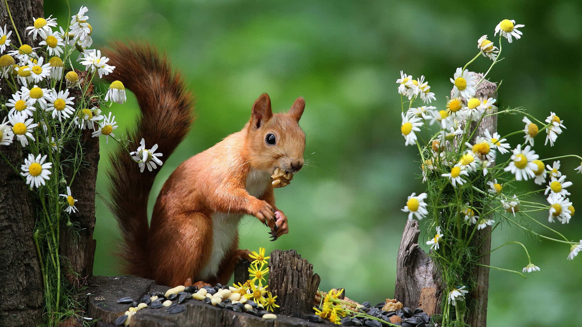 Red Squirrel, daisies, sunflowers, Full HD Desktop Wallpaper