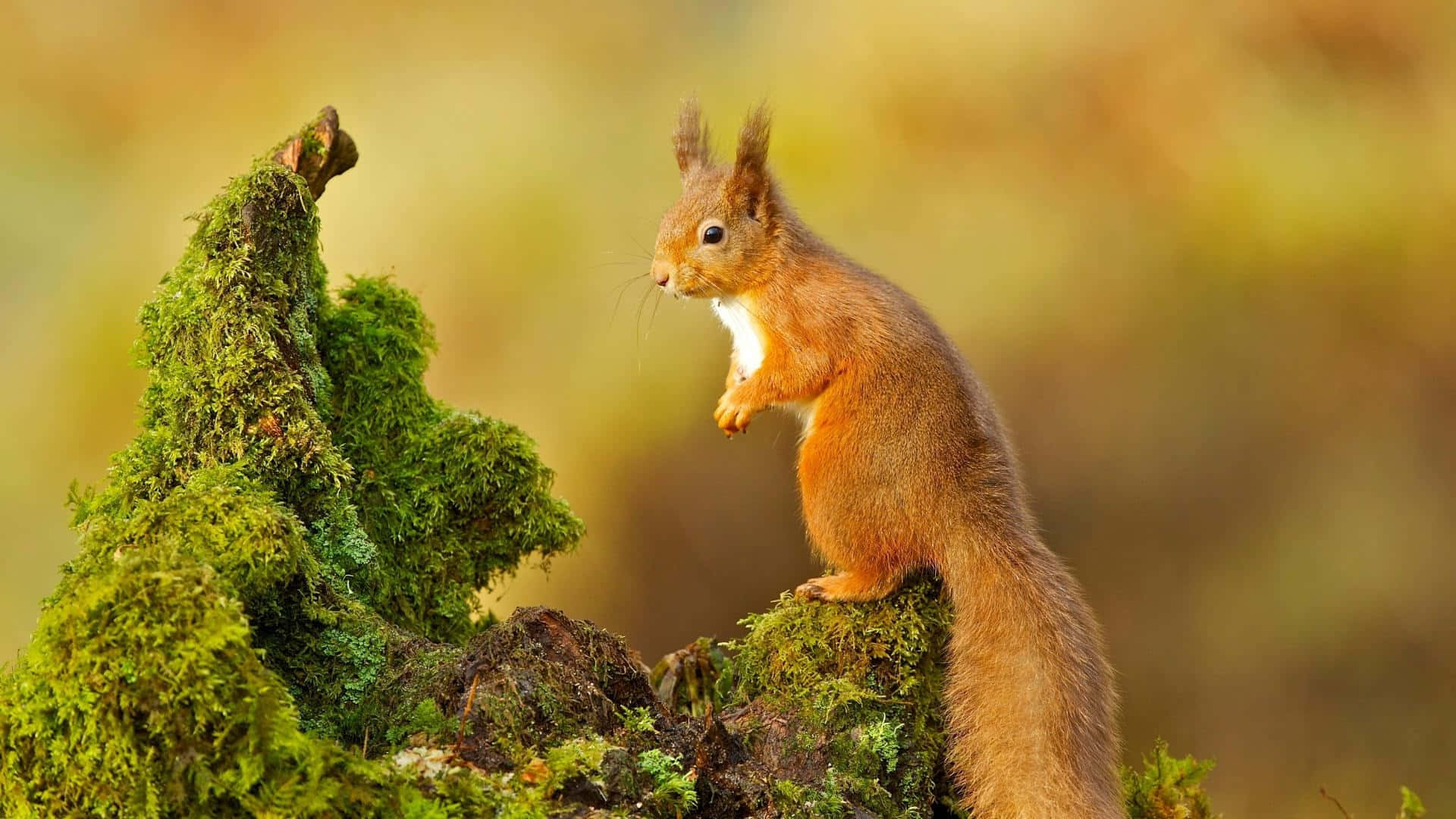 red squirrel, mossy tree stump, warm golden blurred background, Full HD Desktop Wallpaper