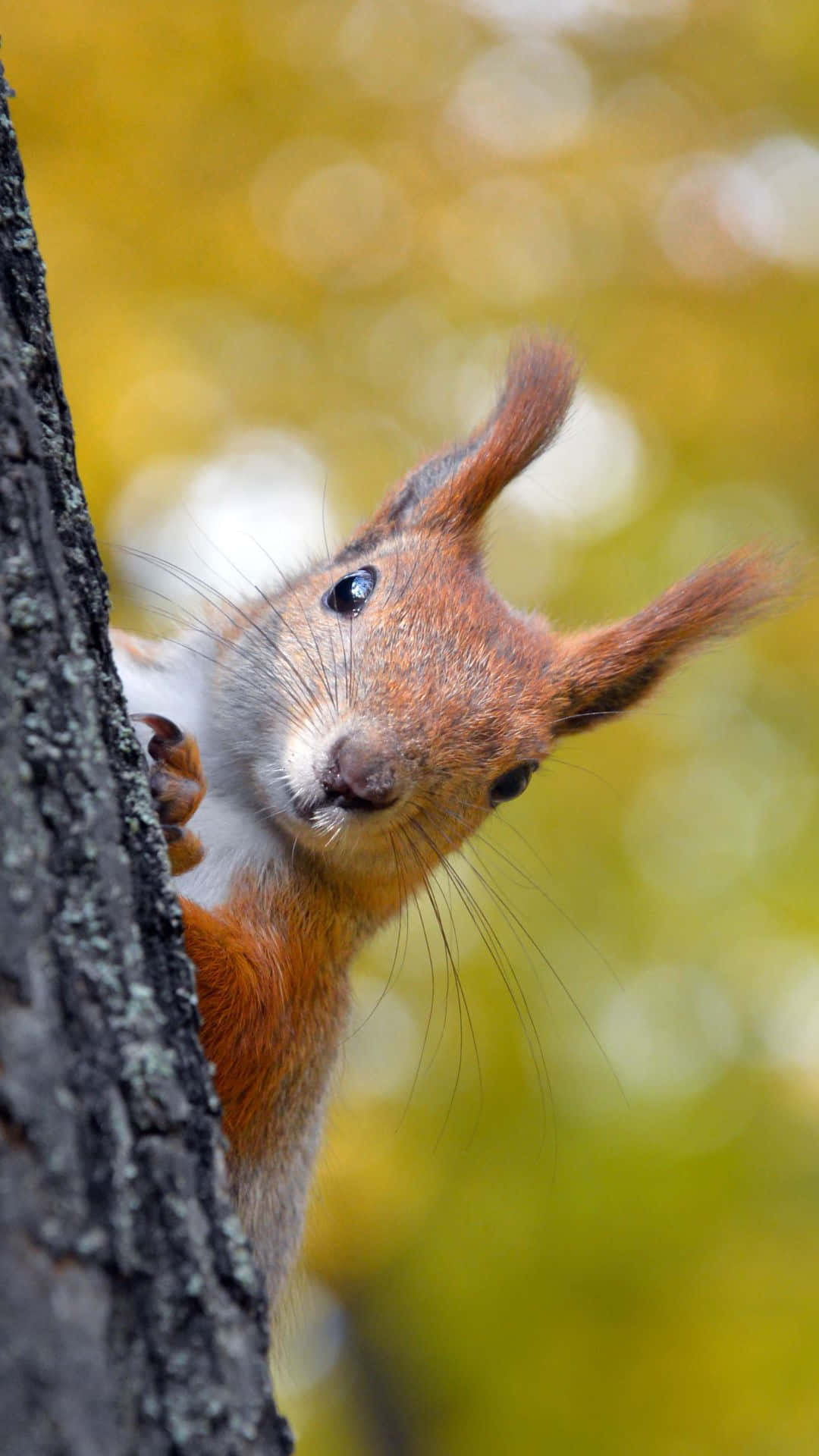 Red Squirrel, tree trunk, bright eyes, Full HD Phone Wallpaper