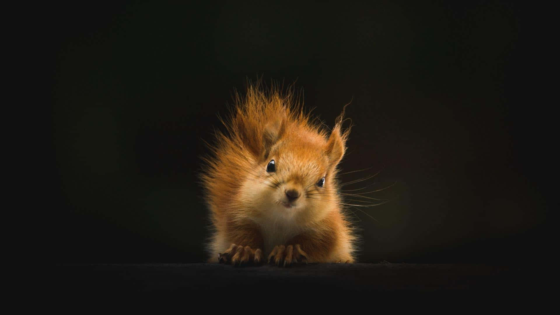 Red Squirrel, fluffy fur, wide eyes, Full HD Desktop Wallpaper