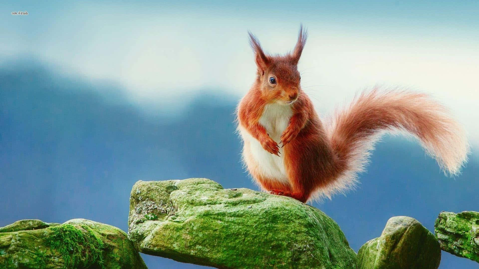 red squirrel, mossy branch, mossy green rocks, Full HD Desktop Wallpaper