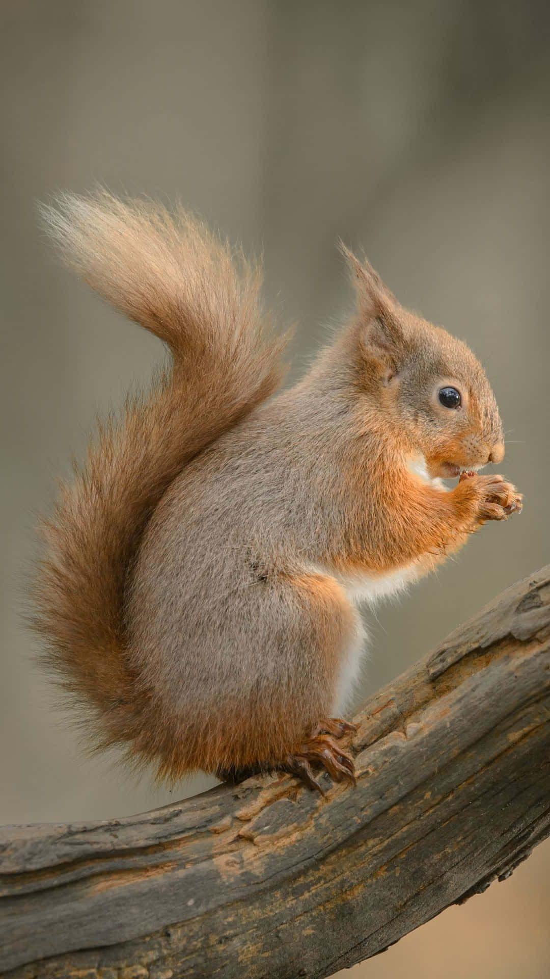 Red Squirrel, weathered branch, nut, Full HD Phone Wallpaper