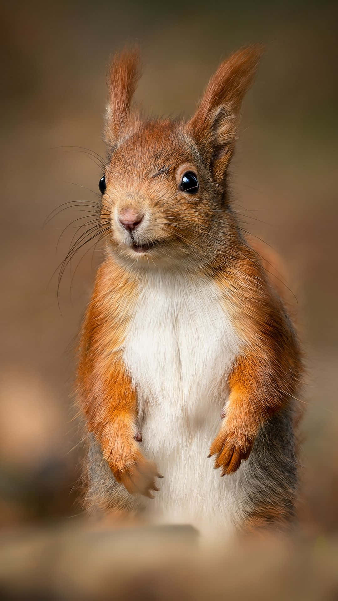 Red Squirrel, fluffy orange fur, bright eyes, Full HD Phone Wallpaper