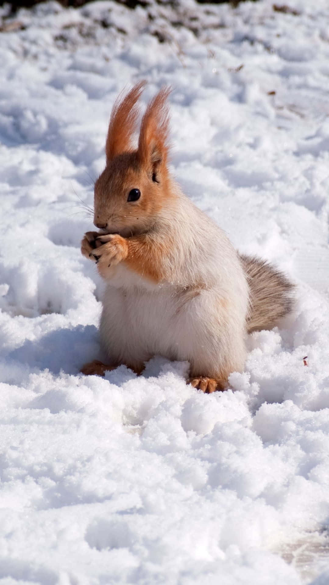 Red Squirrel, snow, nut, Full HD Phone Wallpaper