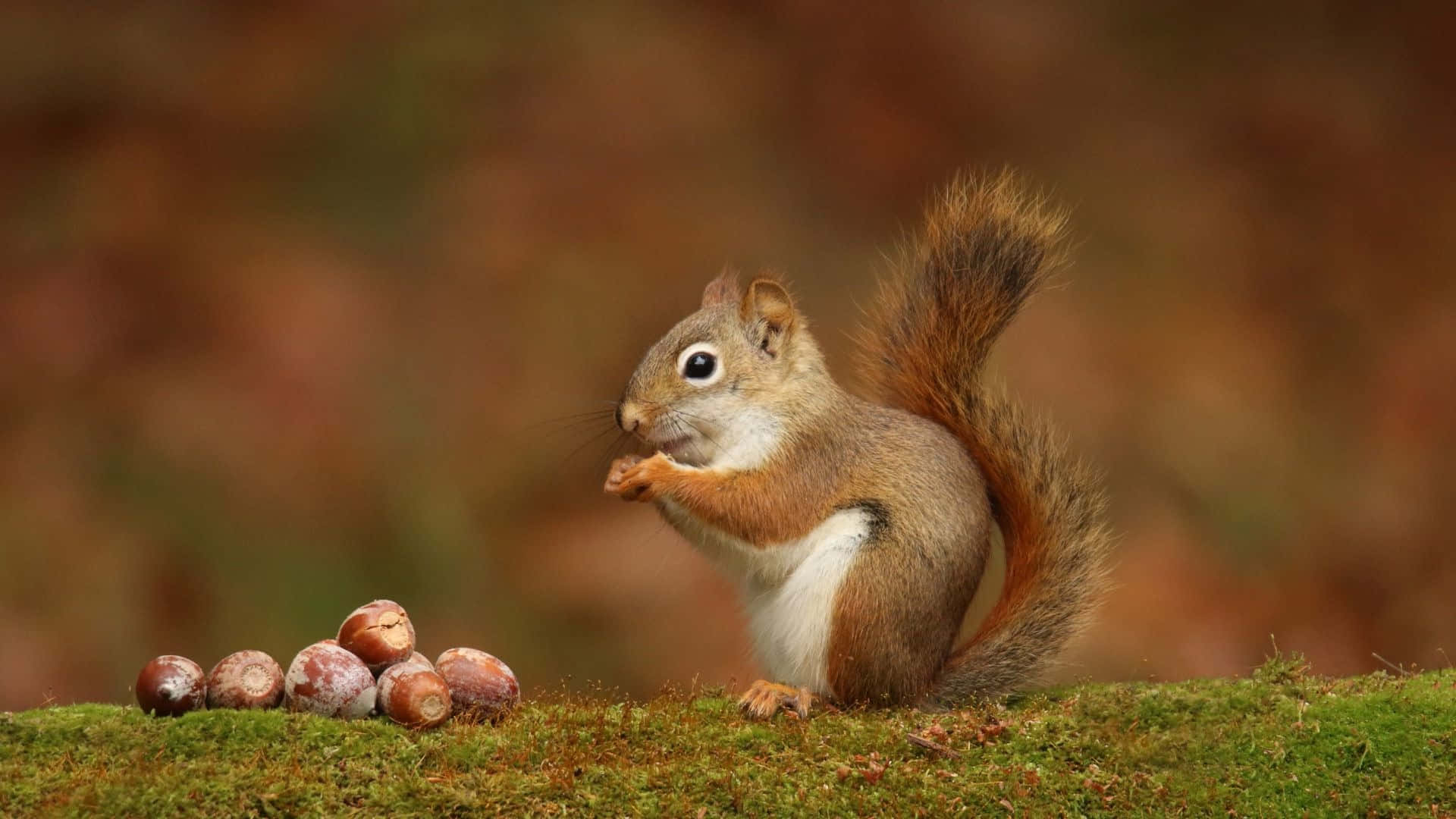 Red Squirrel, mossy ground, nut, Full HD Desktop Wallpaper