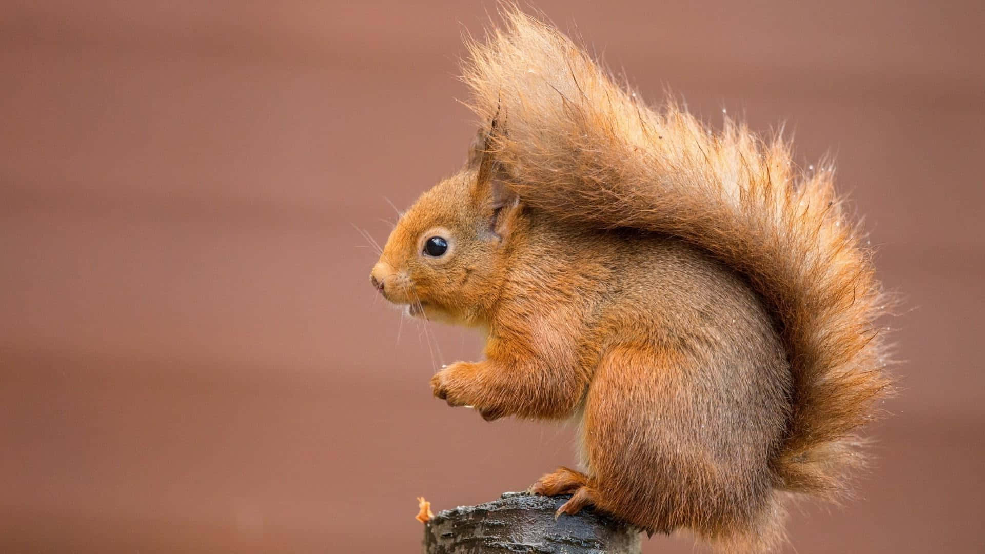 Red Squirrel, mossy stump, soft brown background, Full HD Desktop Wallpaper