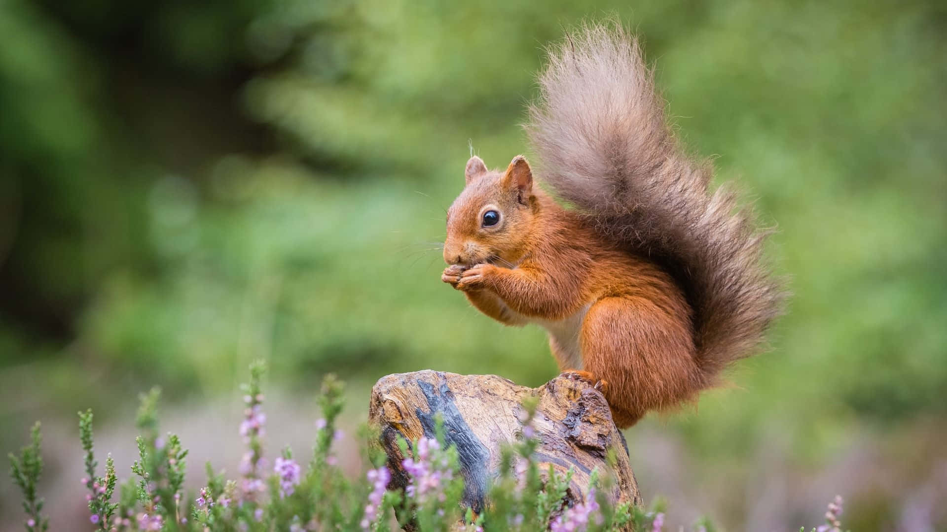 Red Squirrel, mossy log, purple heather, Full HD Desktop Wallpaper