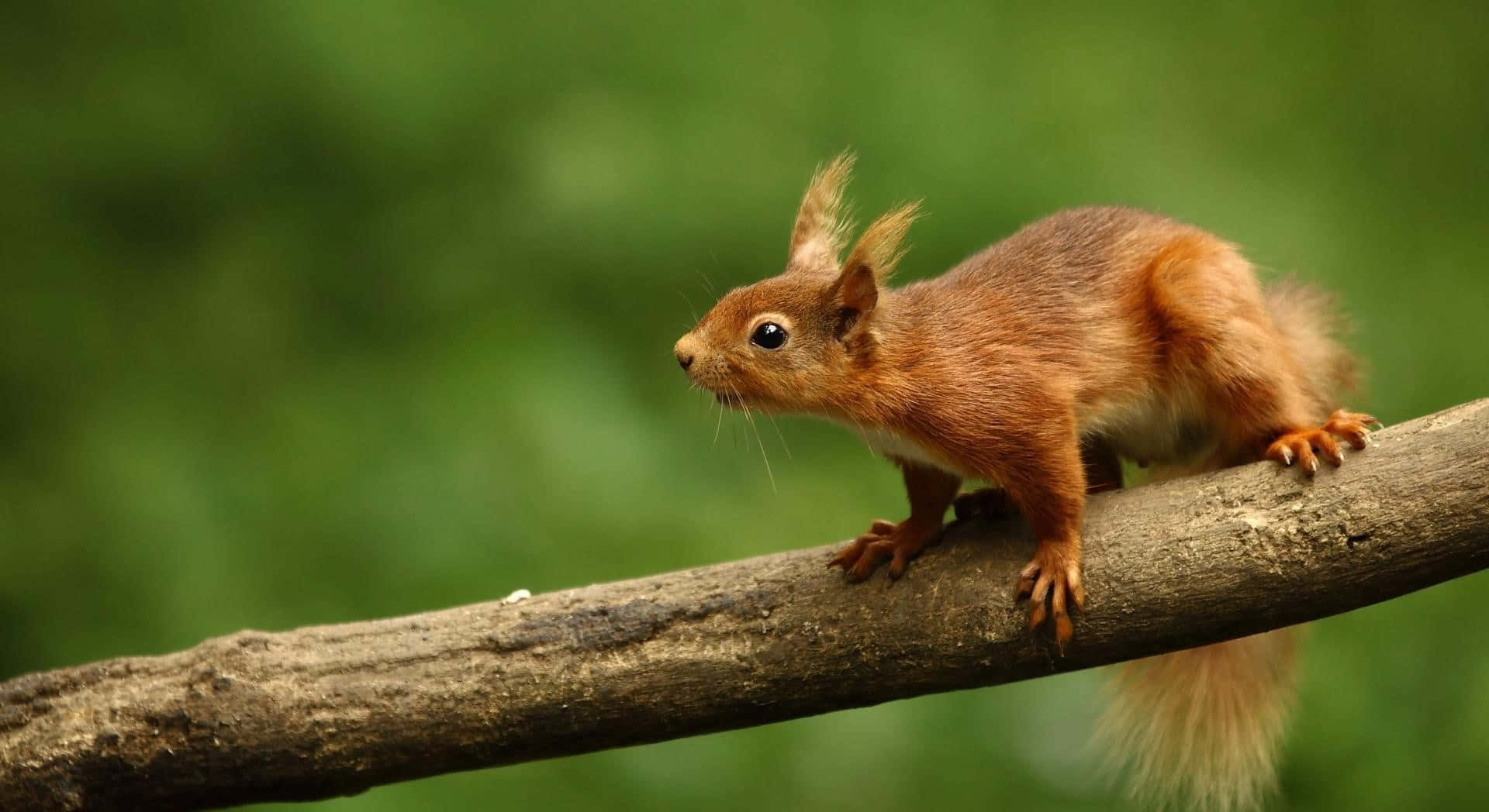 red squirrel, mossy tree branch, soft green forest backdrop, Full HD Desktop Wallpaper