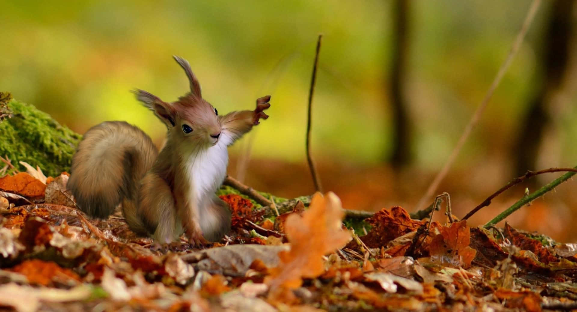 autumn forest, red squirrel, bright blue eyes, Full HD Desktop Wallpaper