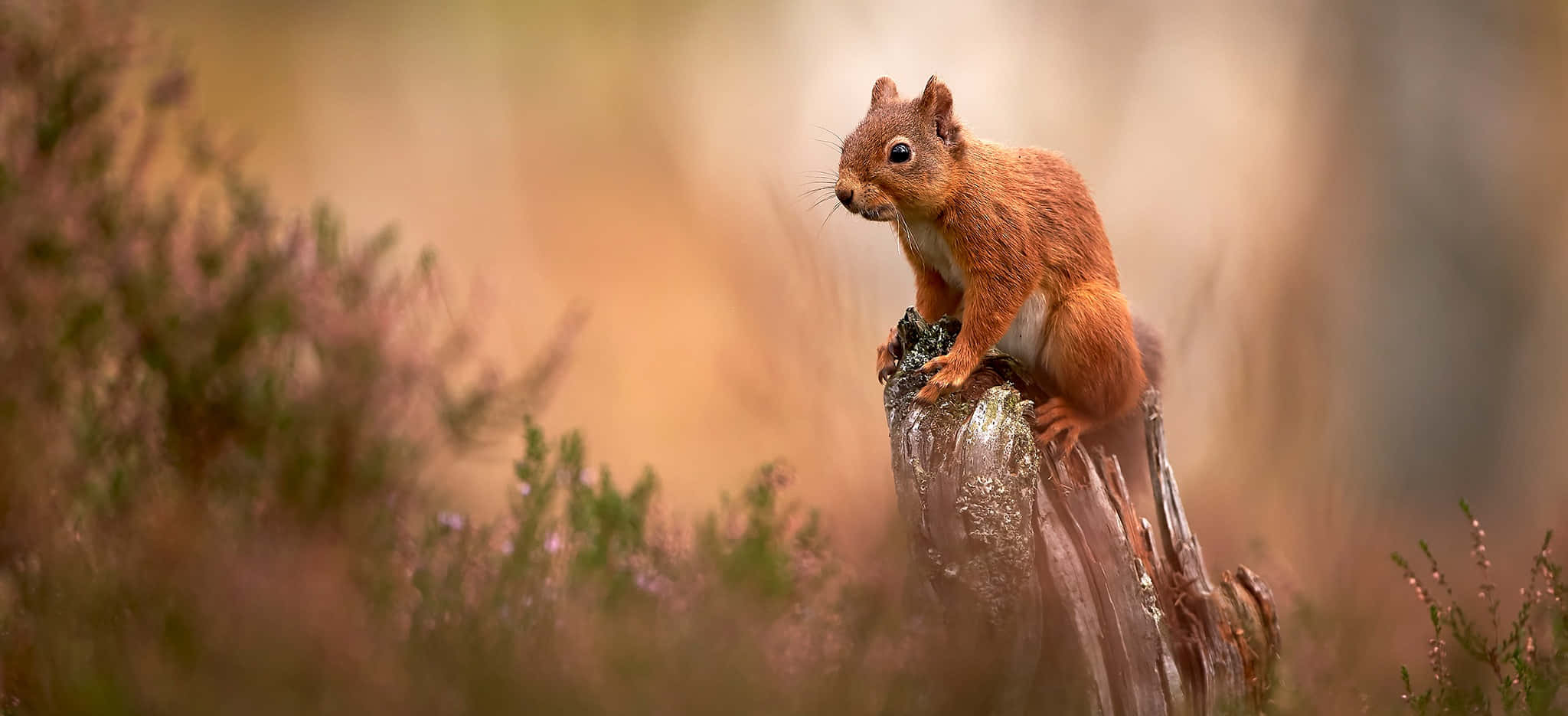 Red Squirrel, mossy tree stump, heather, Full HD Desktop Wallpaper